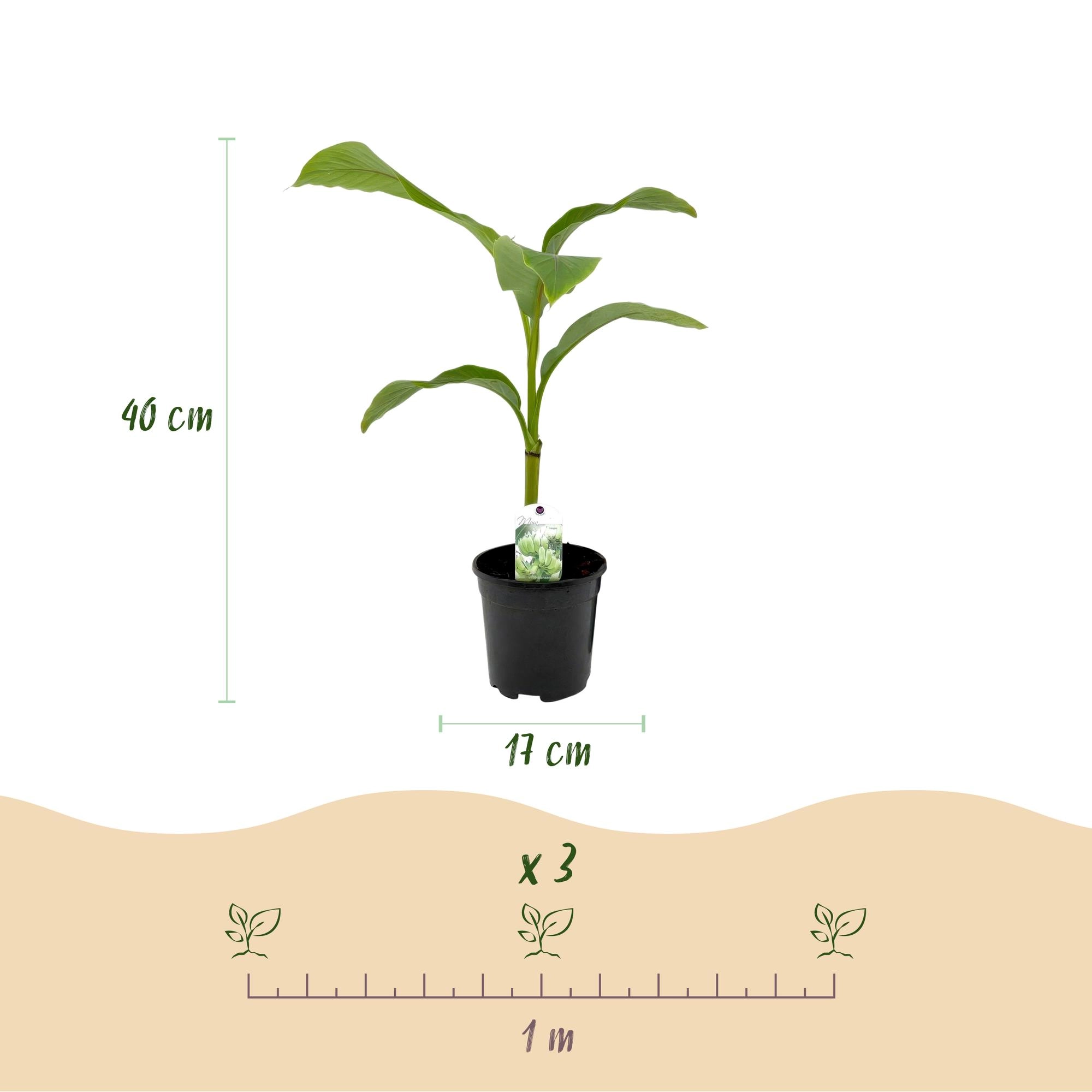 Musa Basjoo - Gartenbanane