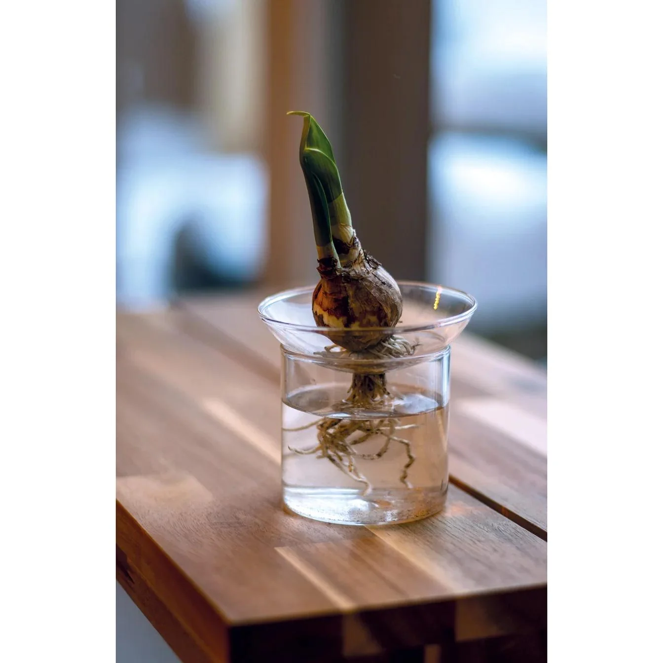 Propagation vase M - Ø 9 cm ↕ 11,5 cm Bild 3