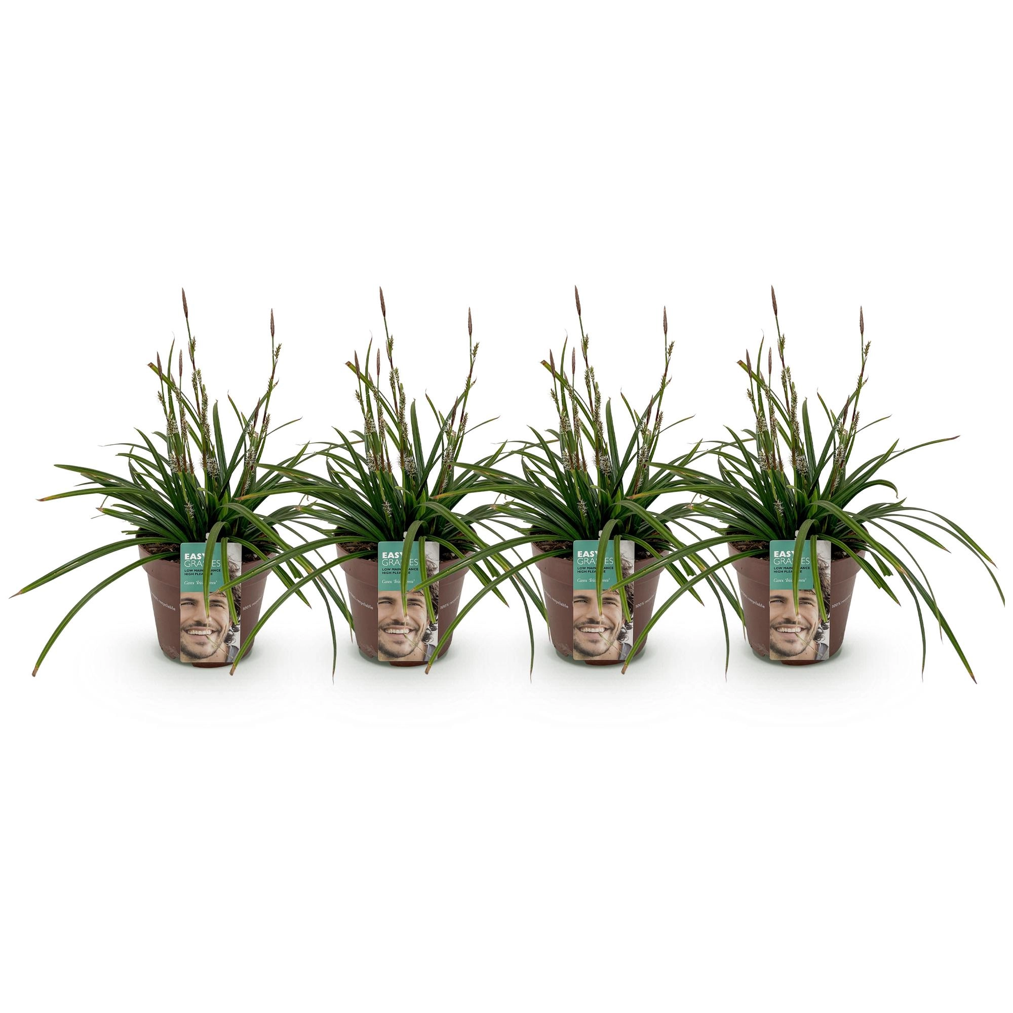 Ziergräser - Carex morrowii Irish Green - Grün & Gelb - 4 Pflanzen - Immergrün - Pflegeleicht - Topf 17cm Höhe 50cm