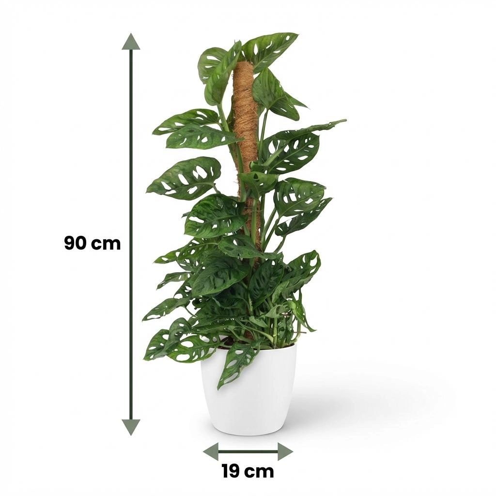 Monkey Mask (Monstera Adansonii) - Kletterpflanze mit Moosstab
