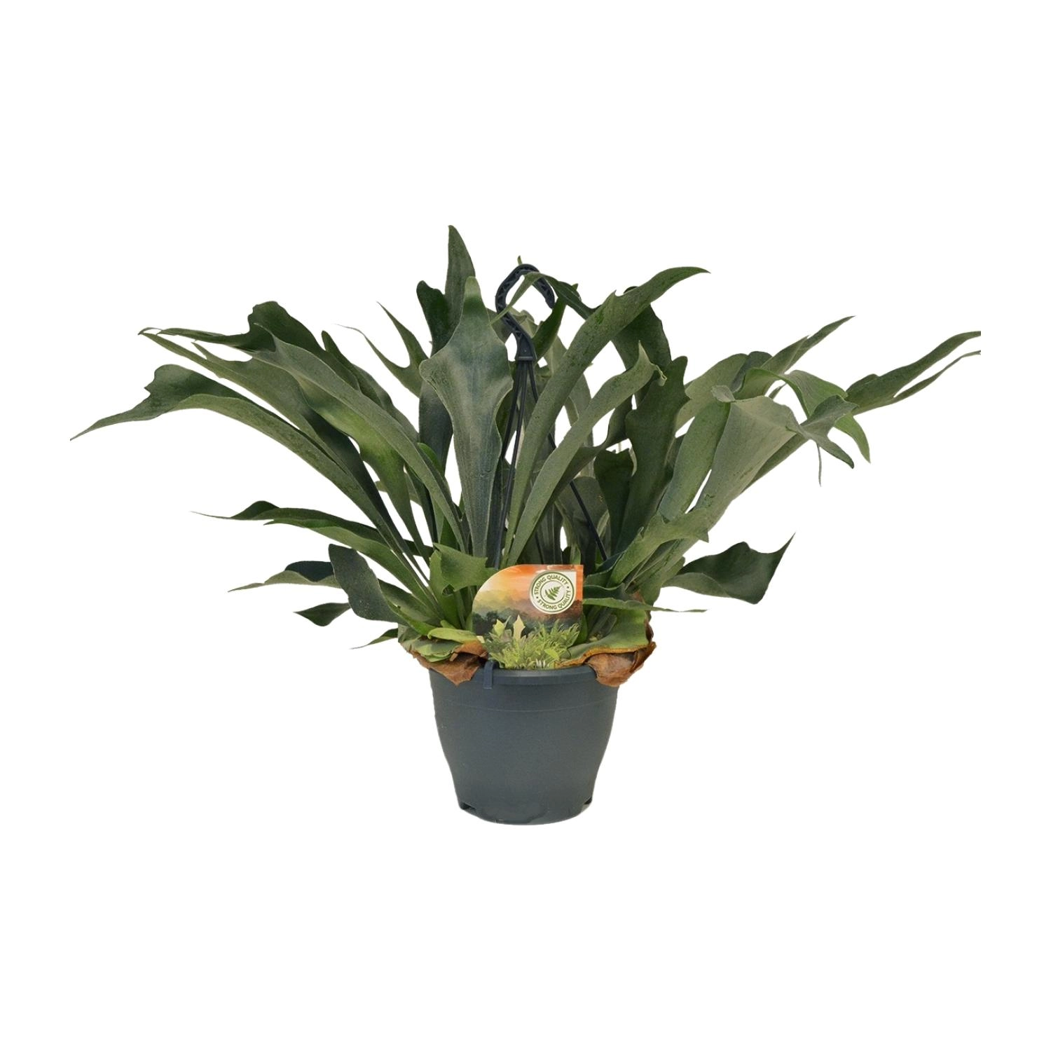 Hirschgeweihfarn (Platycerium) – 20 cm