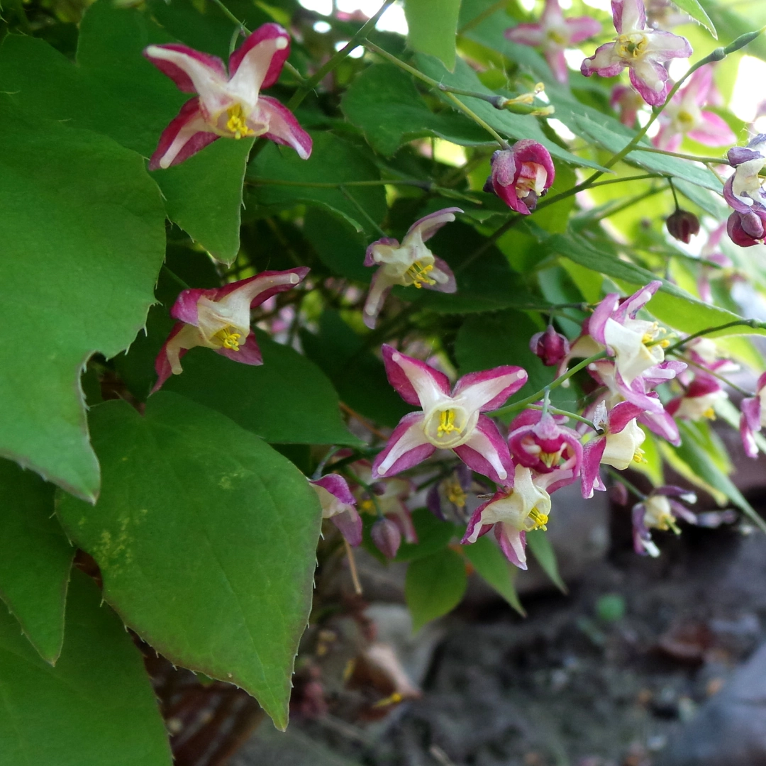 Epimedium rubrum