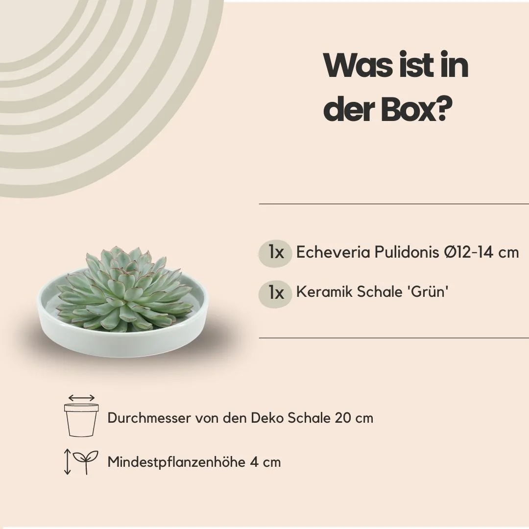 ROOTLESS Echeveria Pulidonis in Keramikschale Bild 12