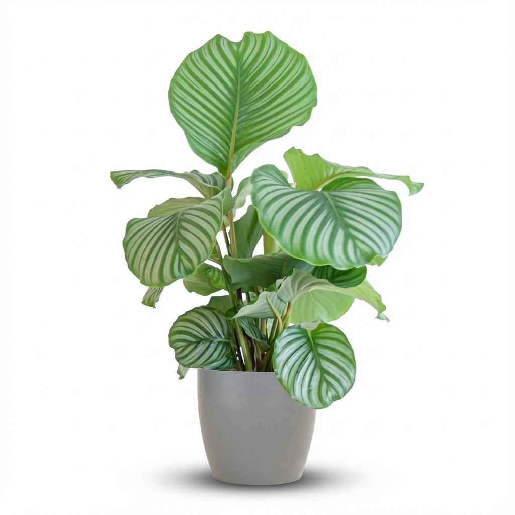 Calathea Orbifolia mit Potter grau - 65cm - Ø21 Bild 1