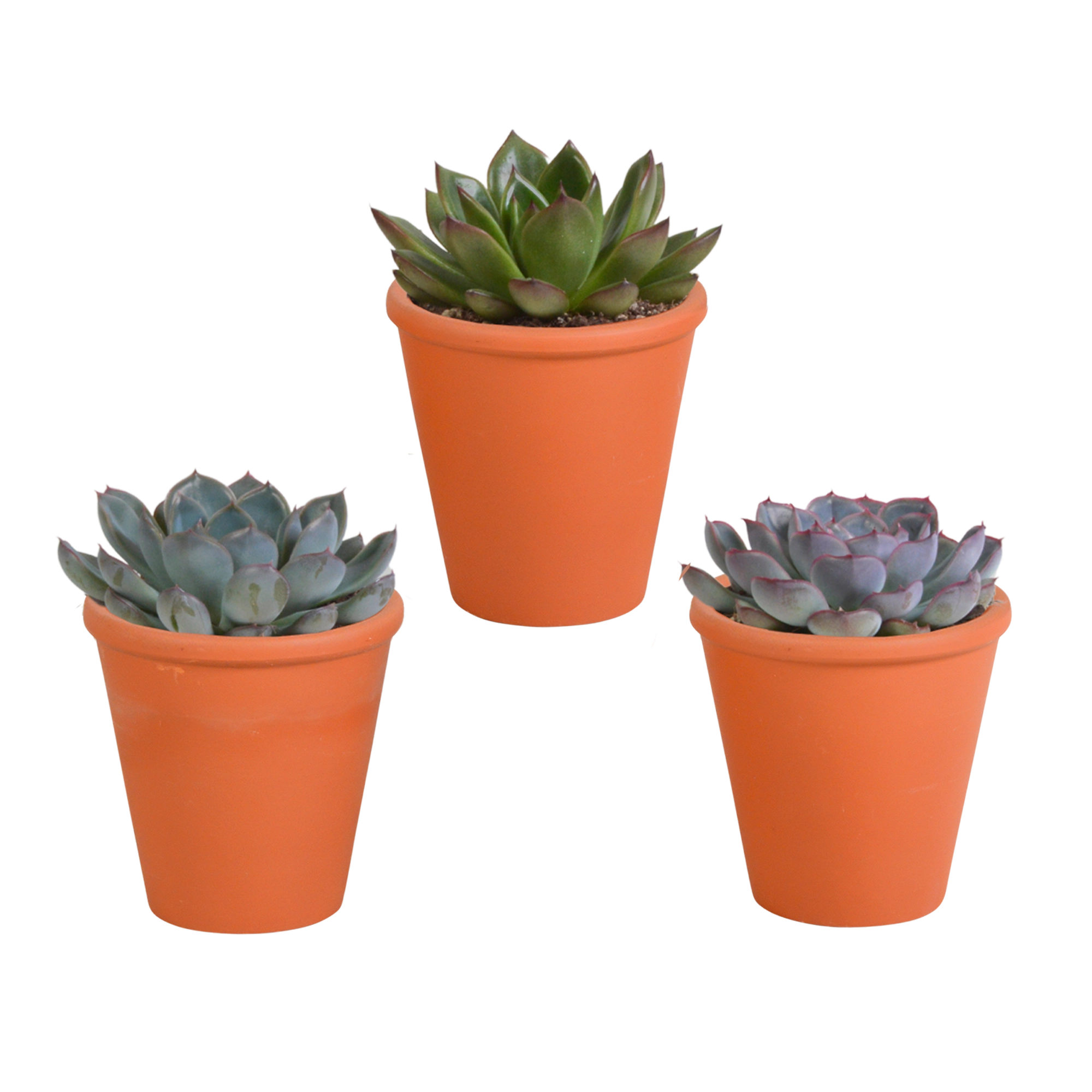 Echeveria-Mix (3er) im Terrakotta-Topf