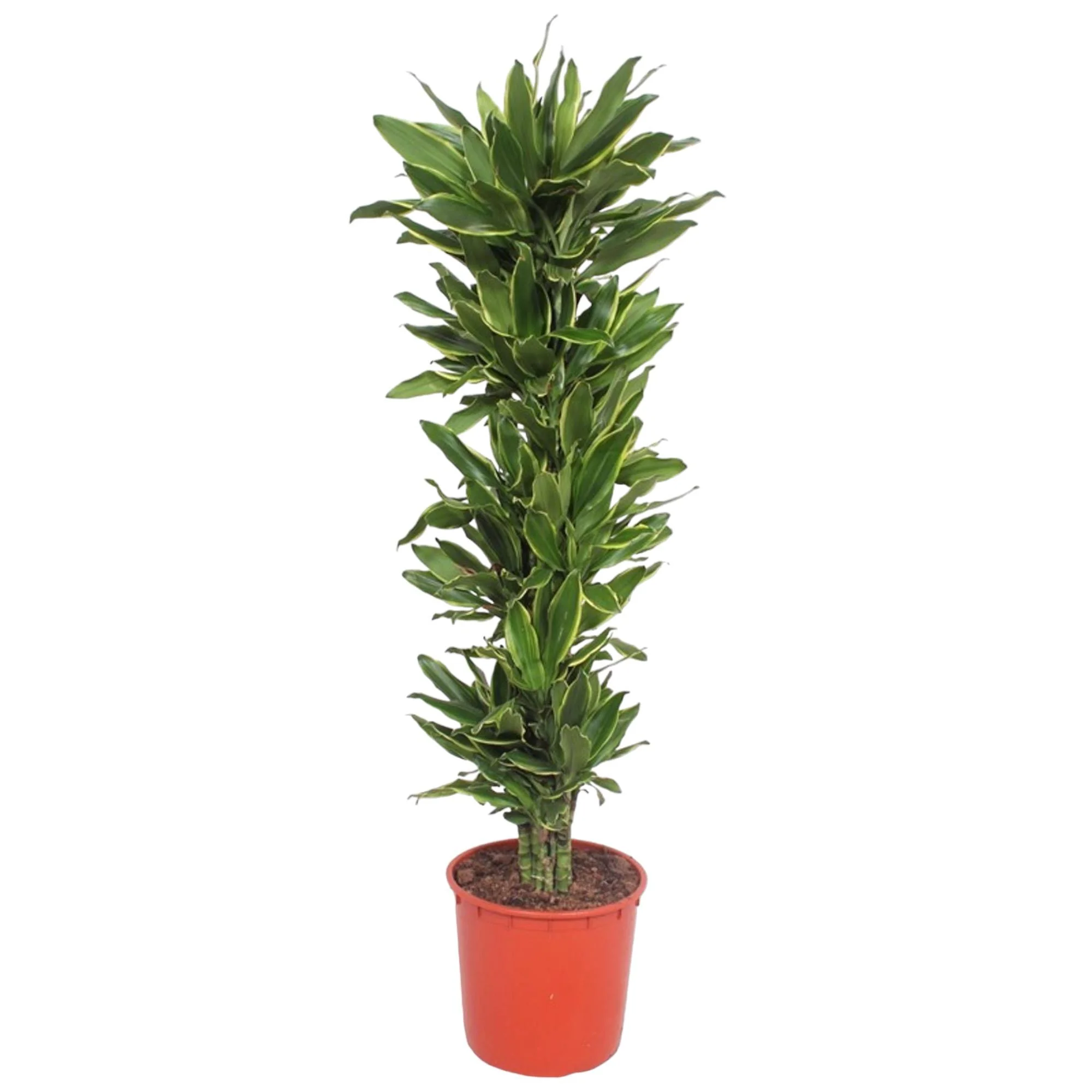 Dracaena Golden Coast – die grüne Designerpflanze