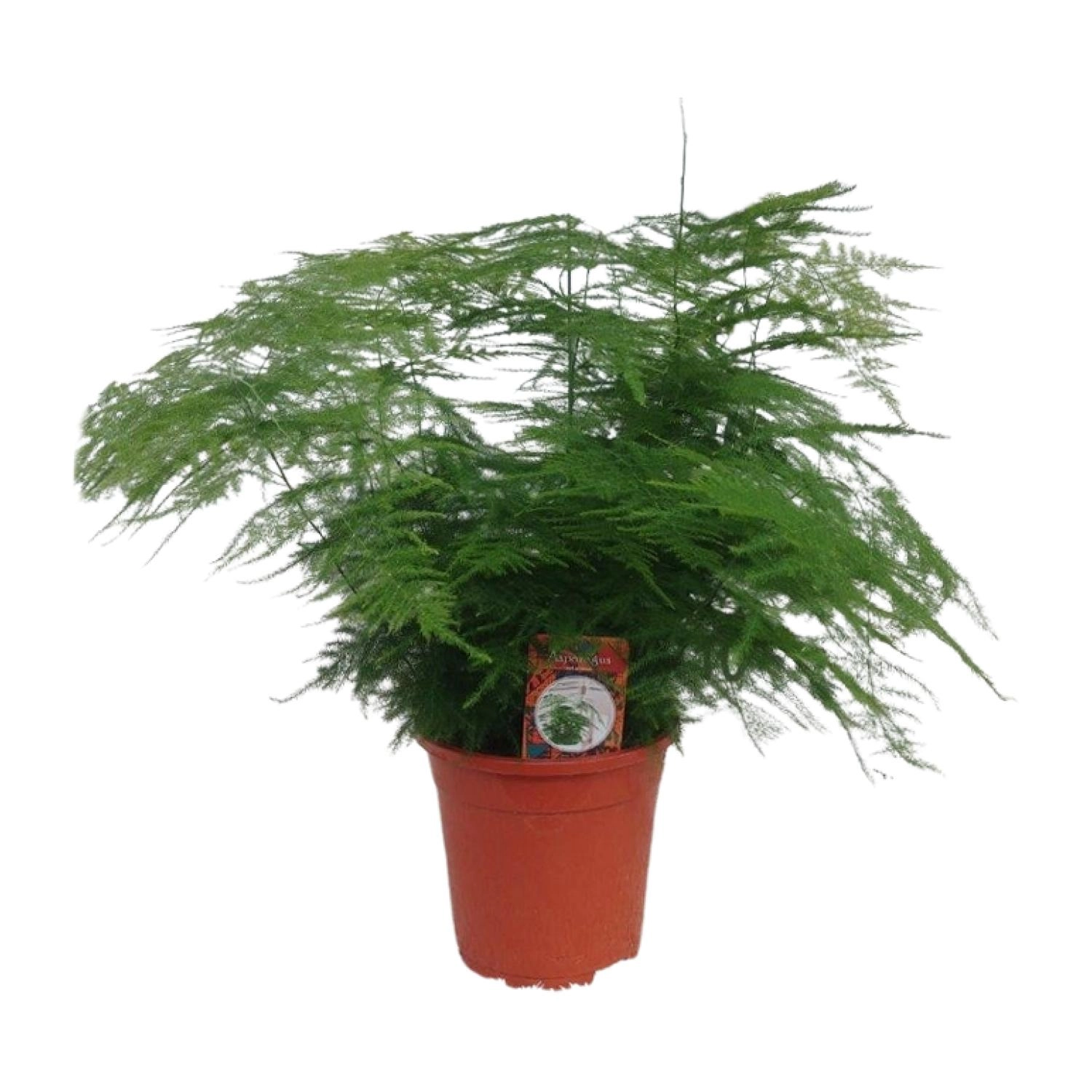 Asparagus setaceus (Asparagus-Farn) – Topf 17 cm