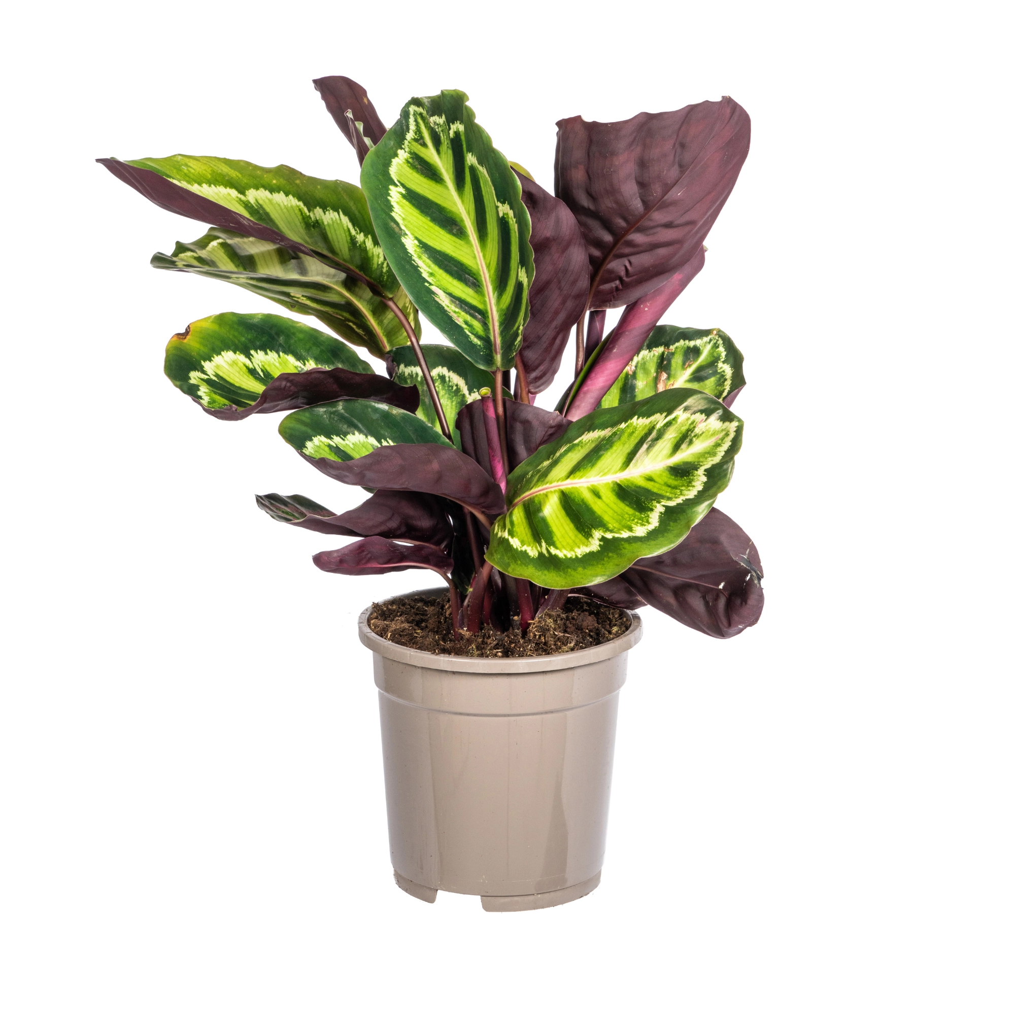 Calathea Roseopicta – Zimmerpflanze mit bunten Blättern