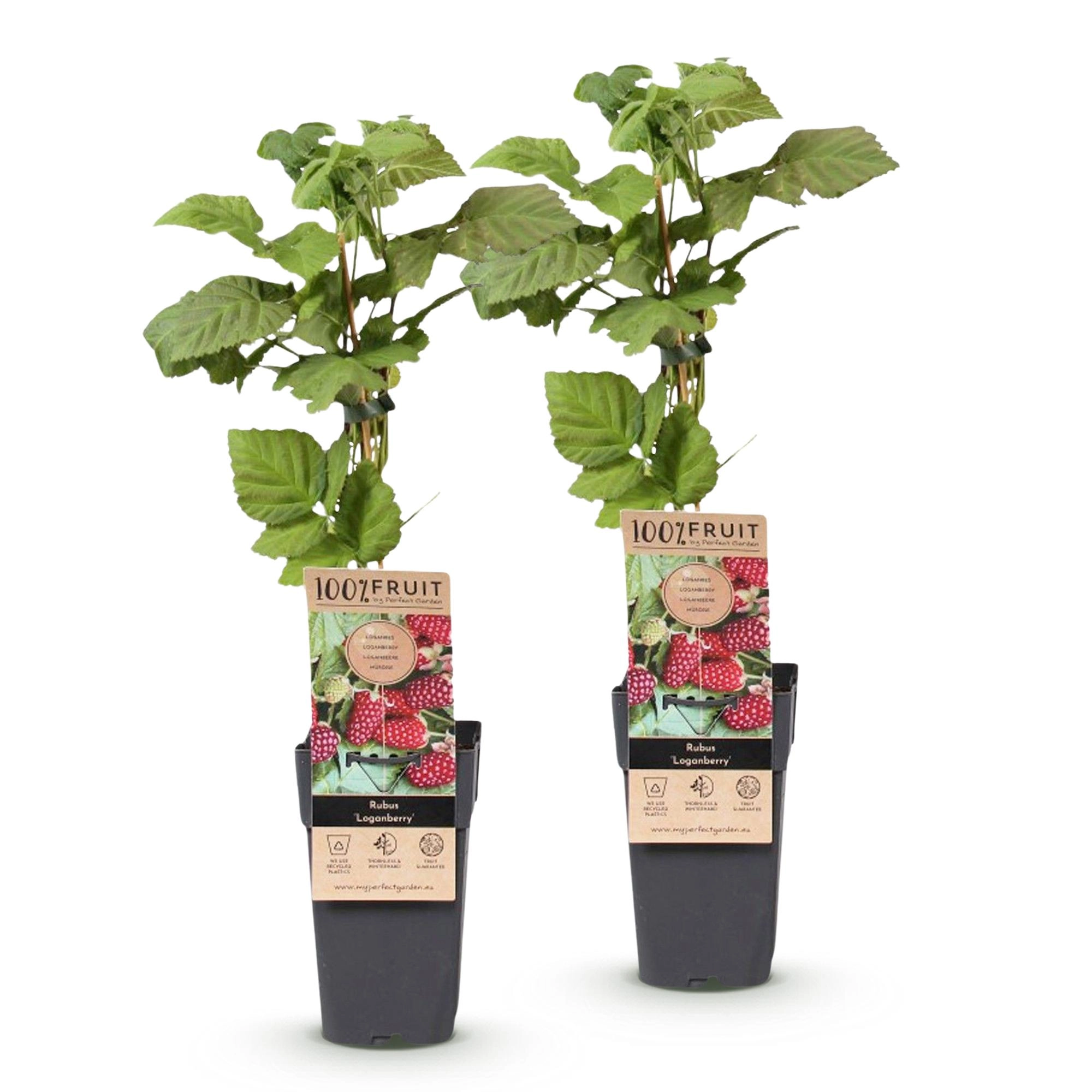 Green boutiQ - Fruit Plant - Rubus Thornless Loganberry - Thornless Raspberry - Hardy - Red Fruit - 2 Plants - Pot 15cm - Height 50cm Bild 2