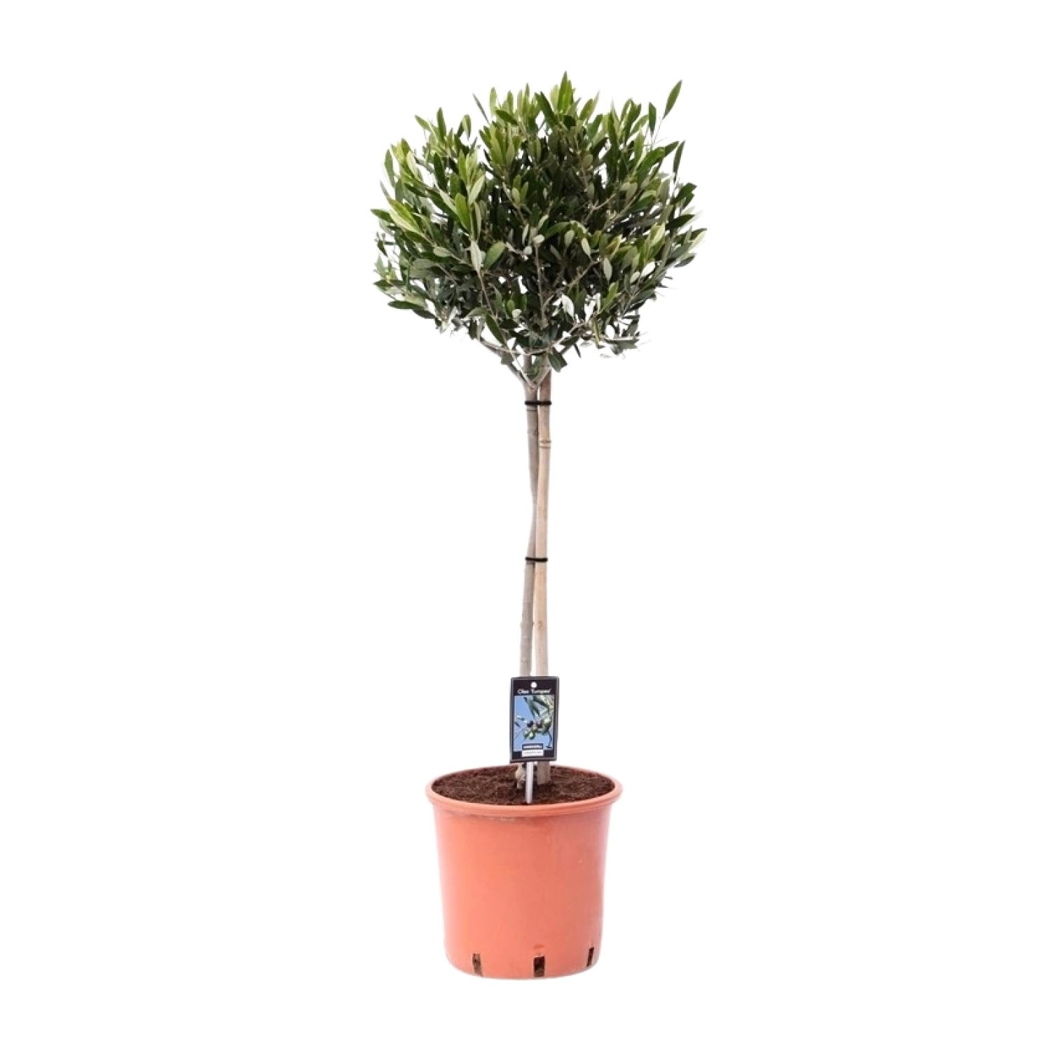 Olea Olijf - Ø22cm - ↕100cm Bild 1