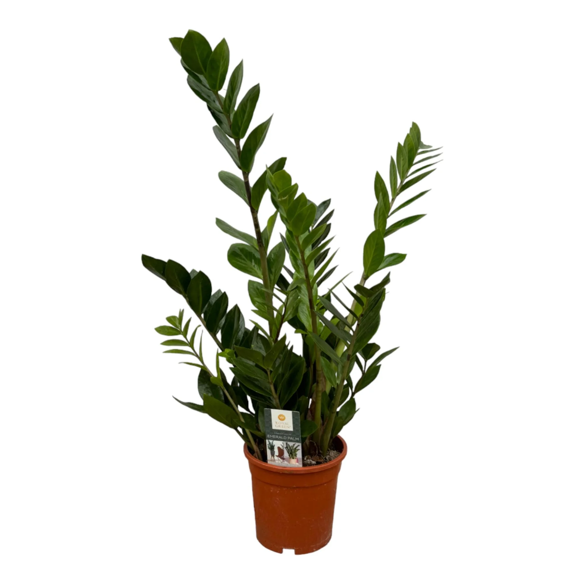 Zamioculcas – Pflegeleichte Sukkulente für dein Zuhause