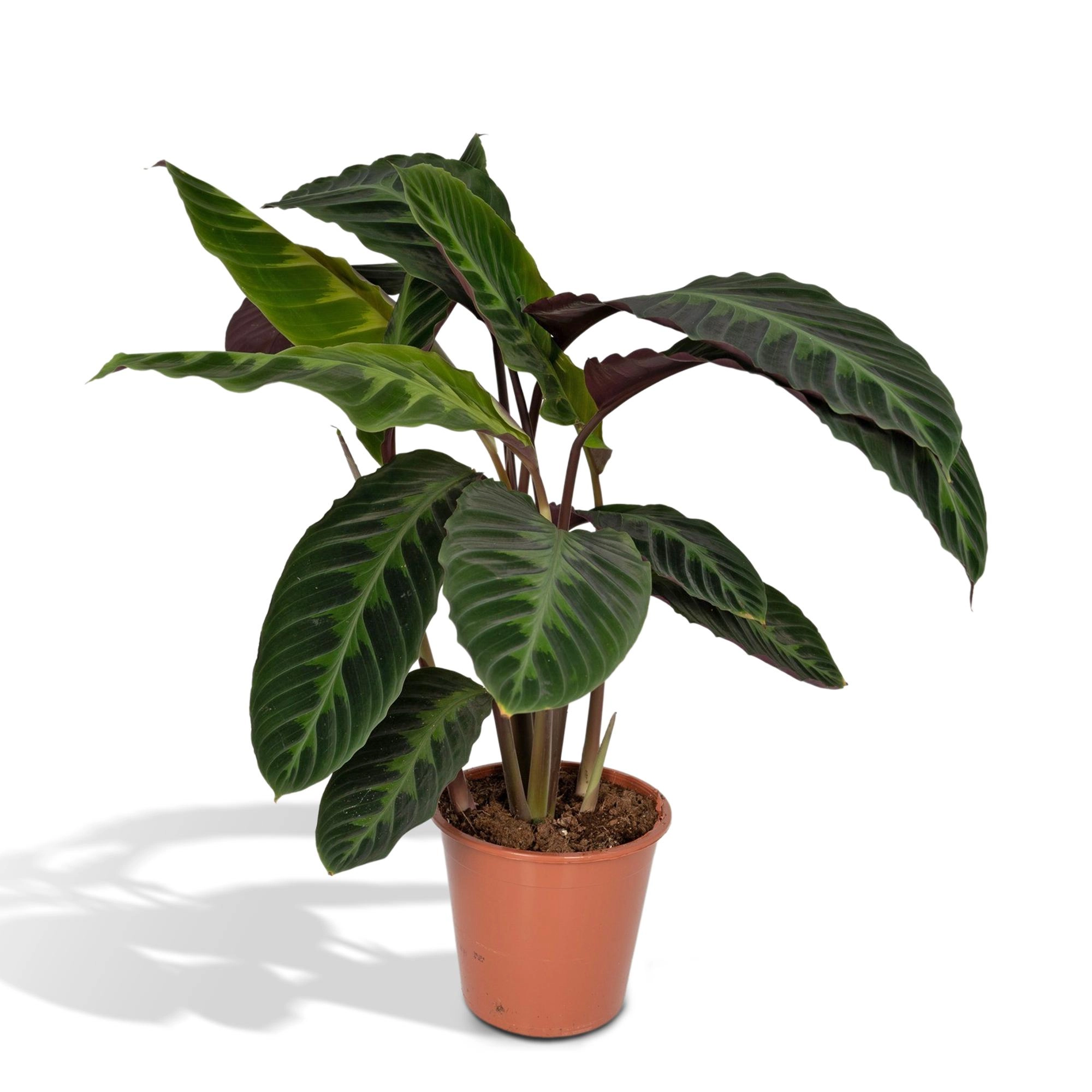 Calathea Warscewiczii – beeindruckende Zimmerpflanze