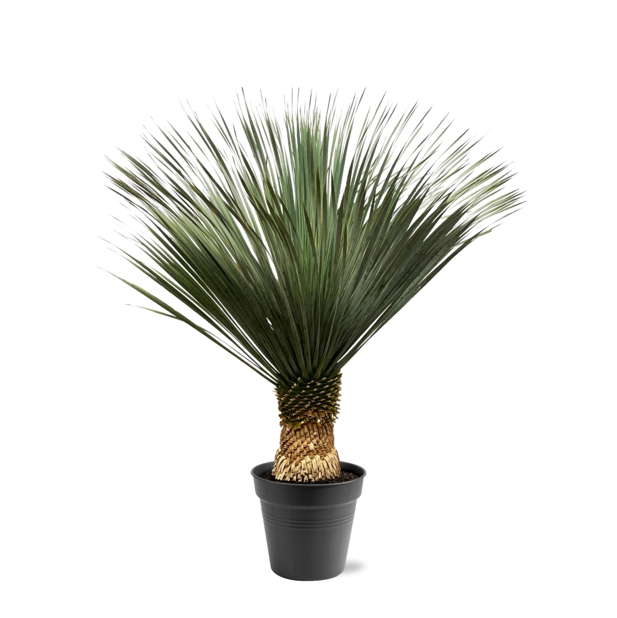 Yucca Rostrata - 130 - 150 cm - Ø50 Bild 1