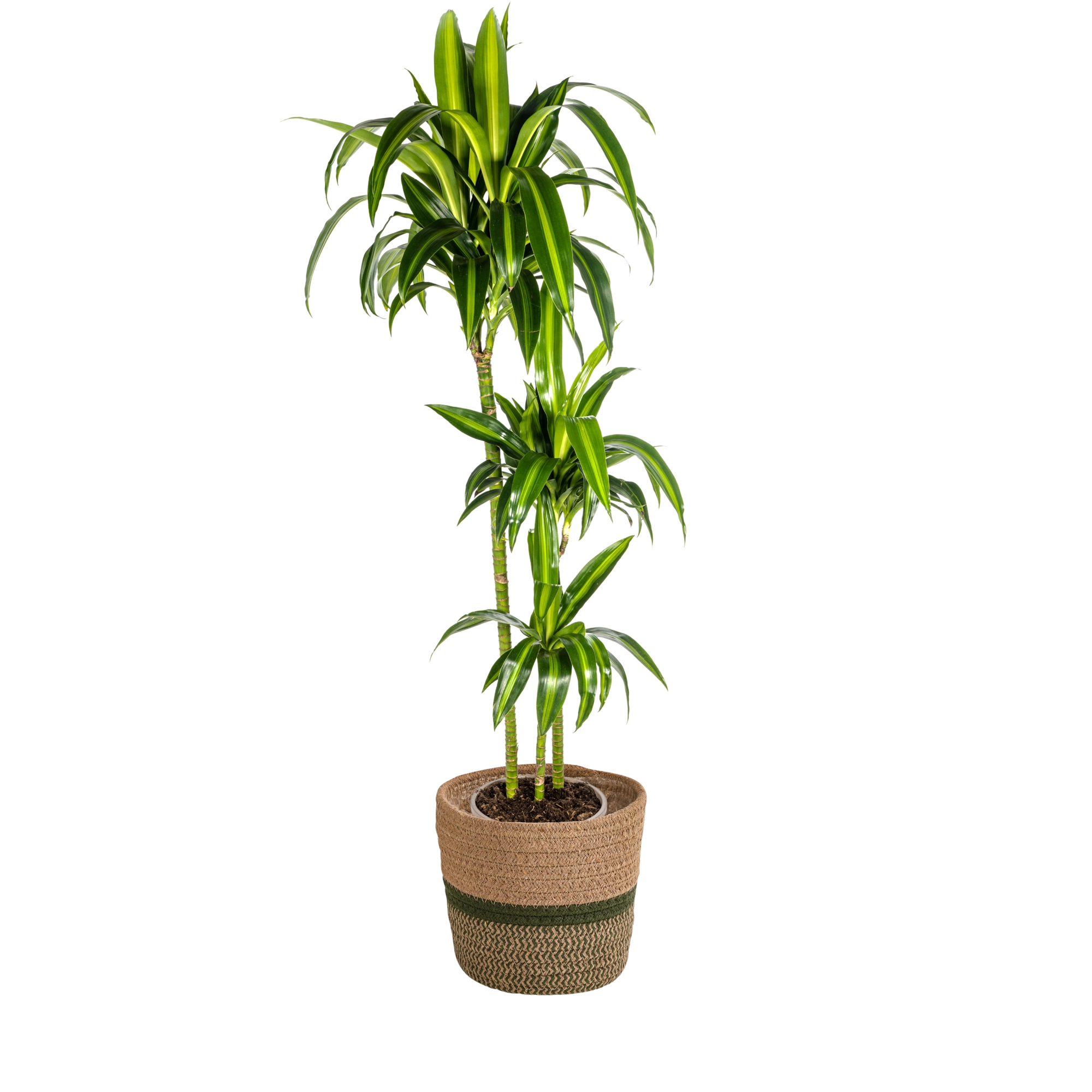 Dracaena Deremensis Hawaiian Sunshine