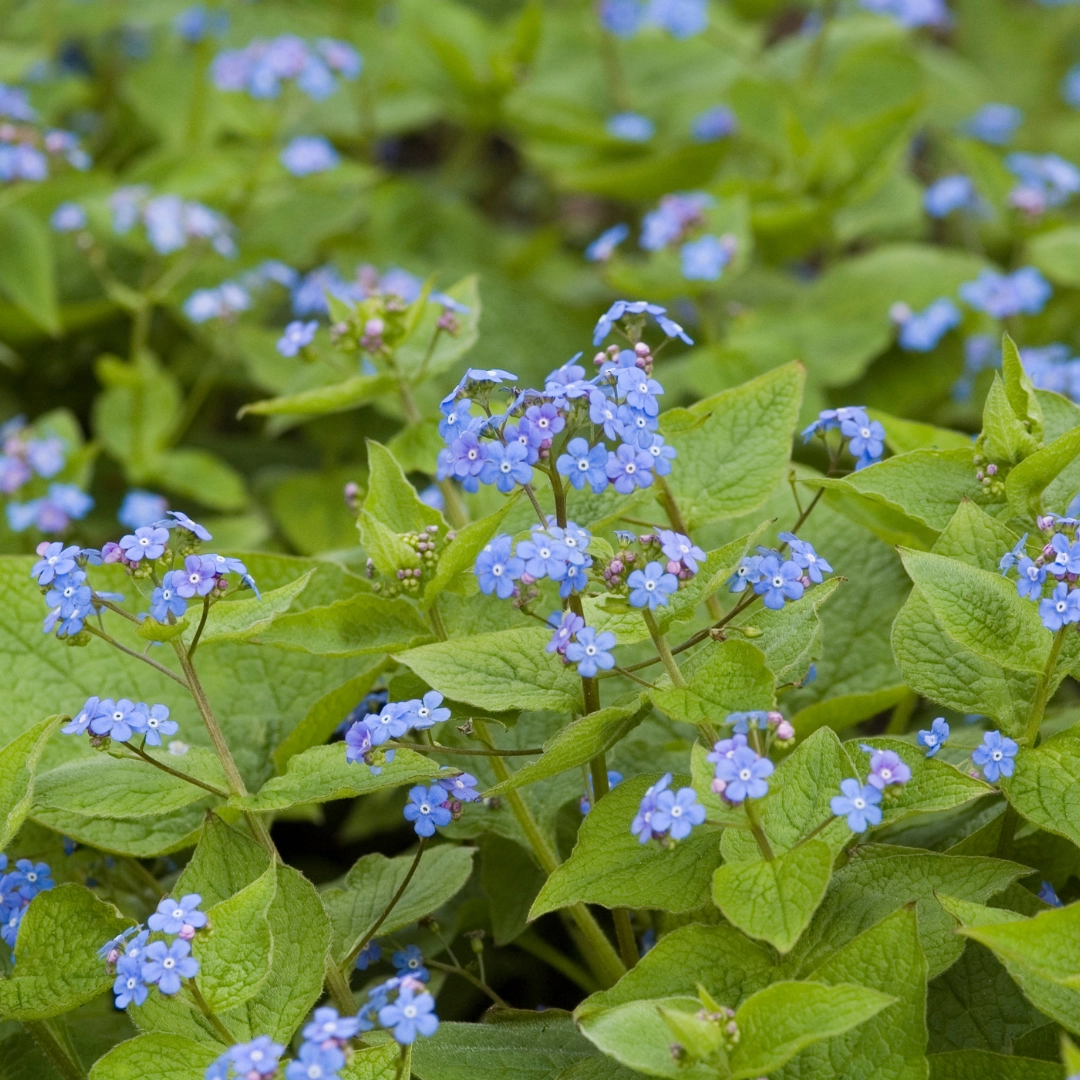 Brunnera macrophylla