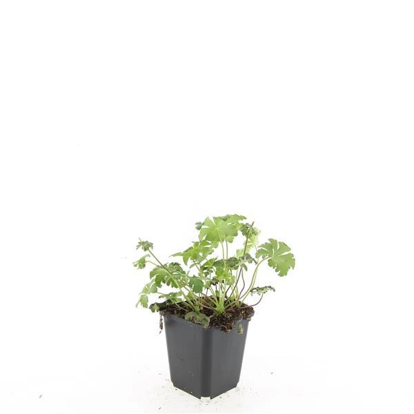 Geranium cantabrigiense 'Cambridge'