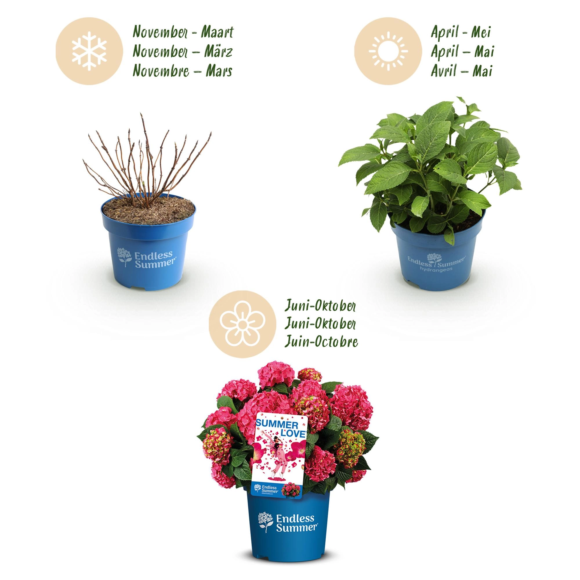 Hydrangea Endless Summer Summer Love Red