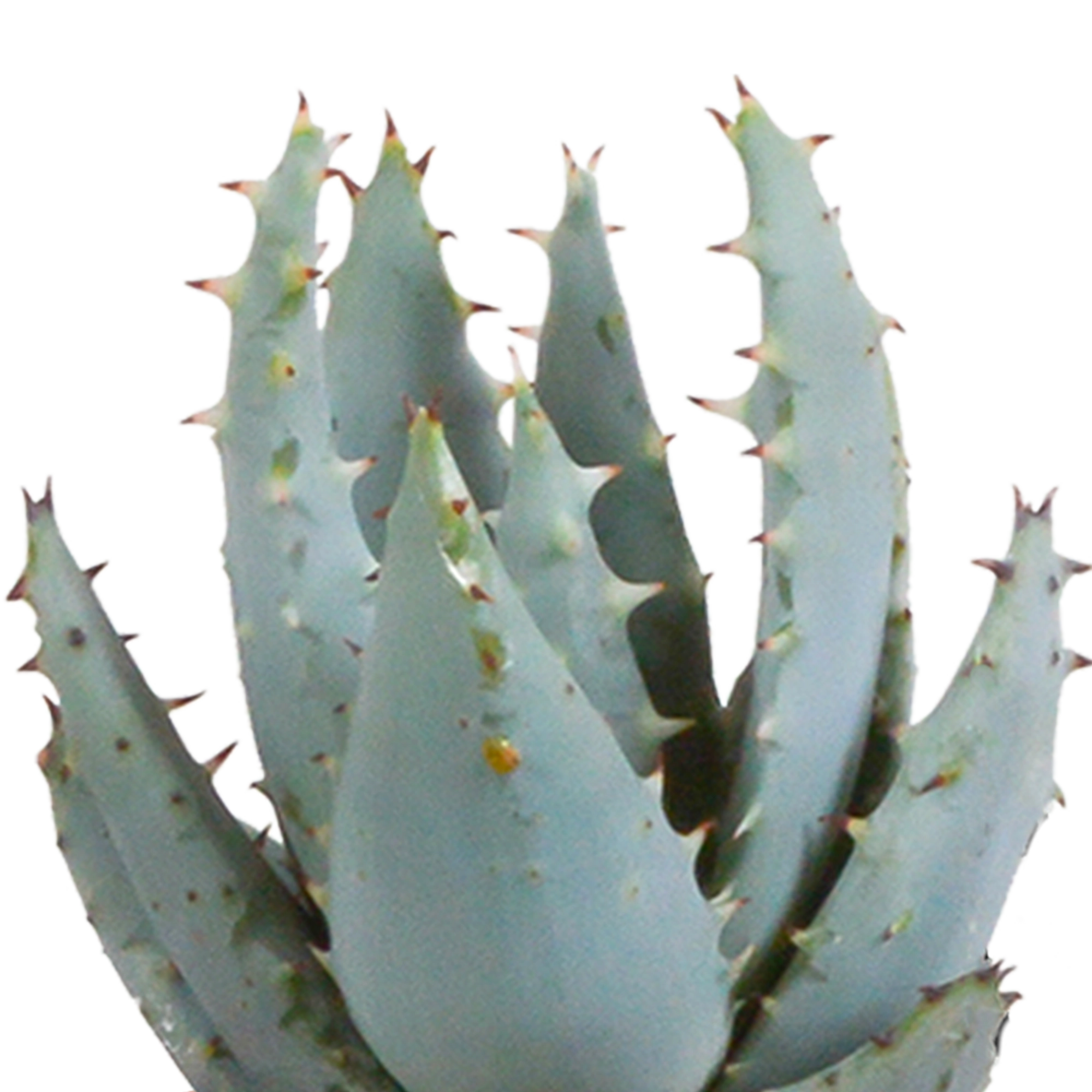 Kakteen & Sukkulenten Mischung 5,5 cm | 15 Stück - im weißen Topf