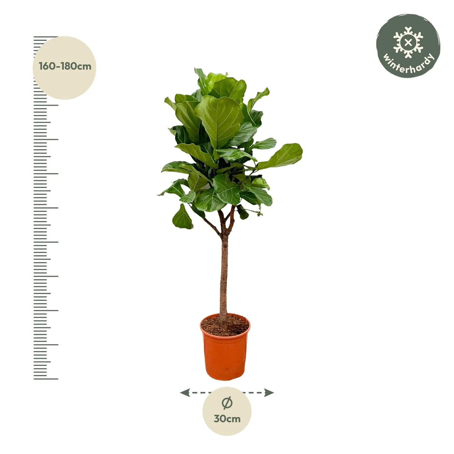 Ficus Lyrata tree - 180cm - ⌀30 Bild 2