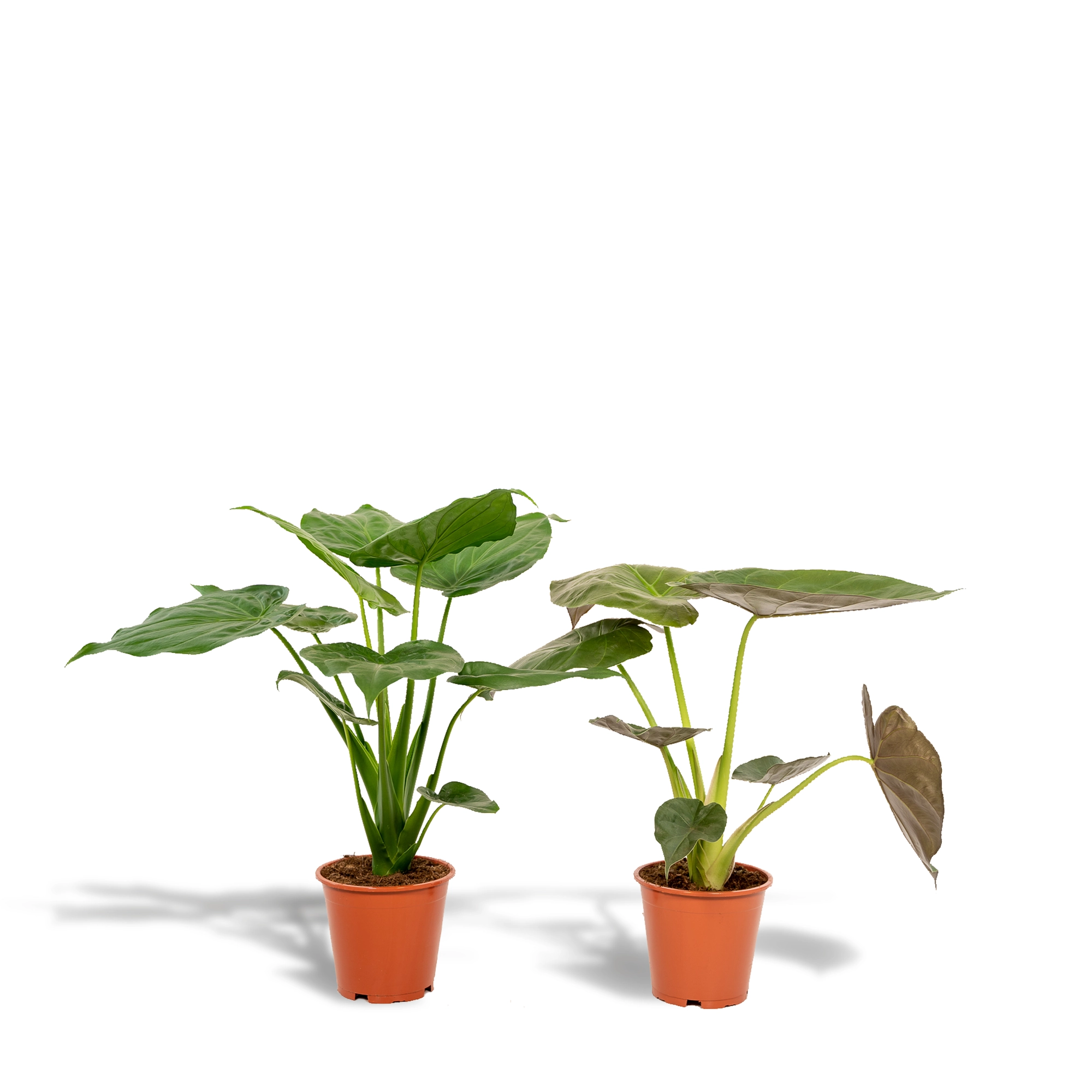 Alocasia Pflanzen Set – Alocasia Cucullata & Wentii