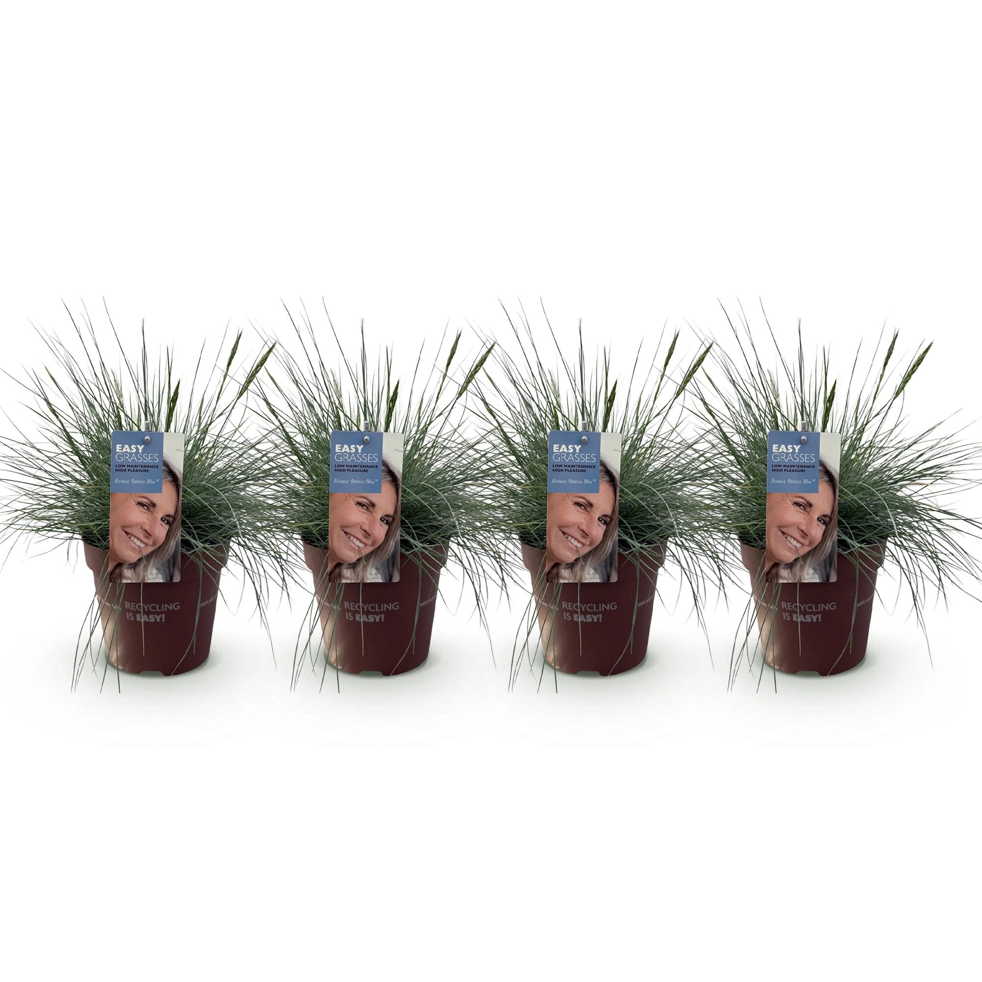 Ziergräser - Festuca glauca Intense Blue - Blau - 4 Pflanzen - Immergrün - Wenig Pflege - Topf 17cm Höhe 50cm