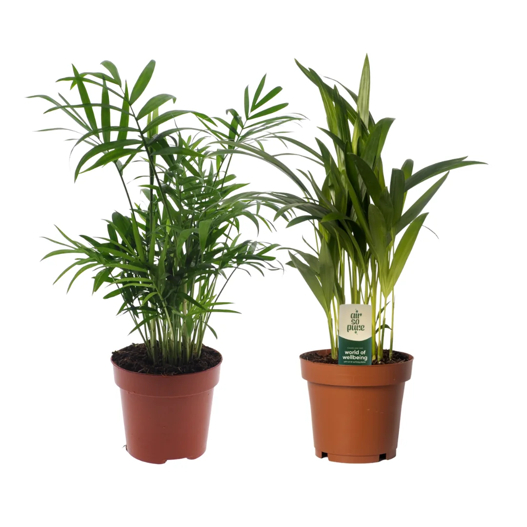 Dypsis lutescens und Chamadorea Duo – Pflegeleichte Pflanzen