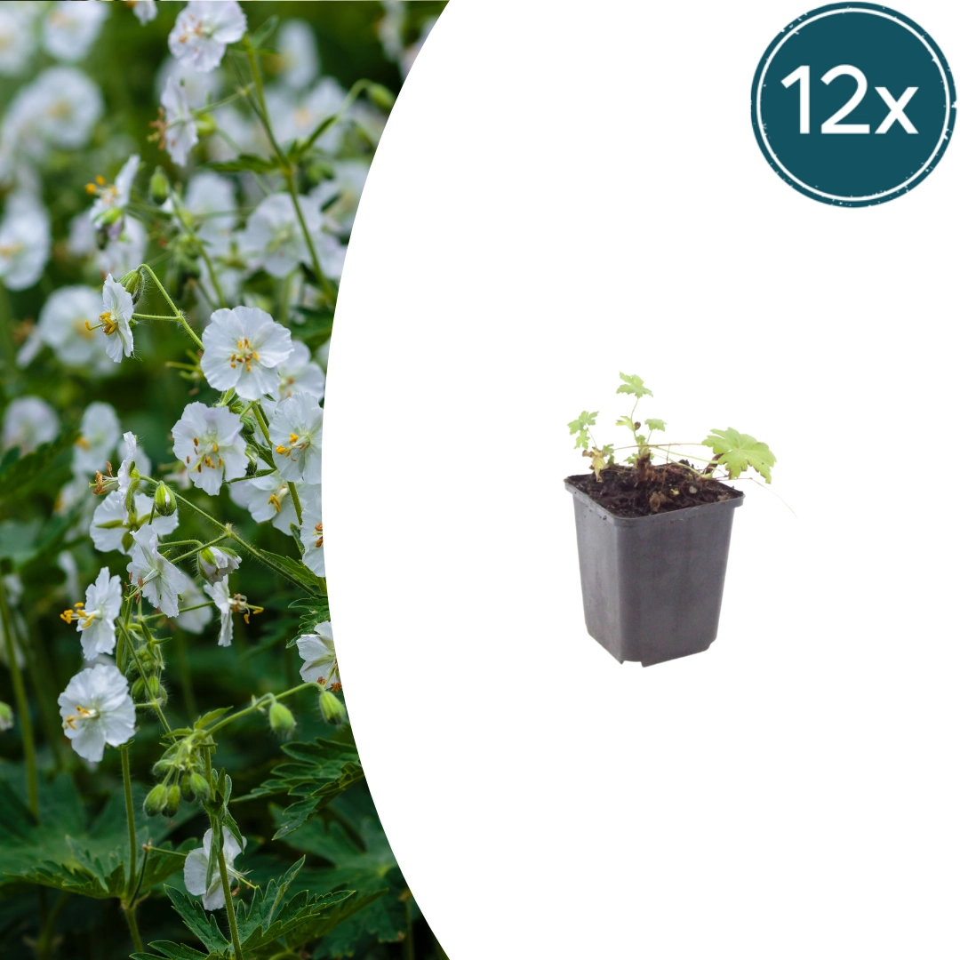 Geranium macrorrhizum ‘White Ness’