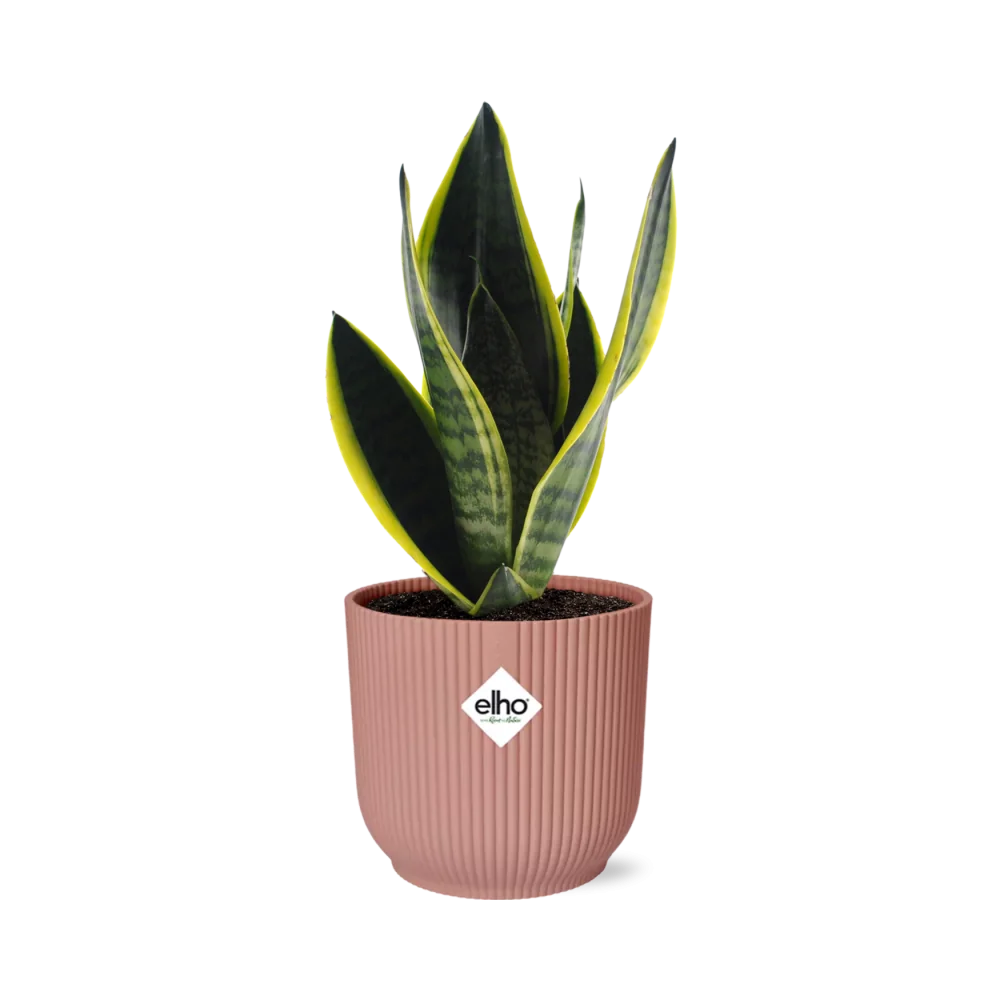 Schwiegermutterzunge (Sansevieria Futura Superba)