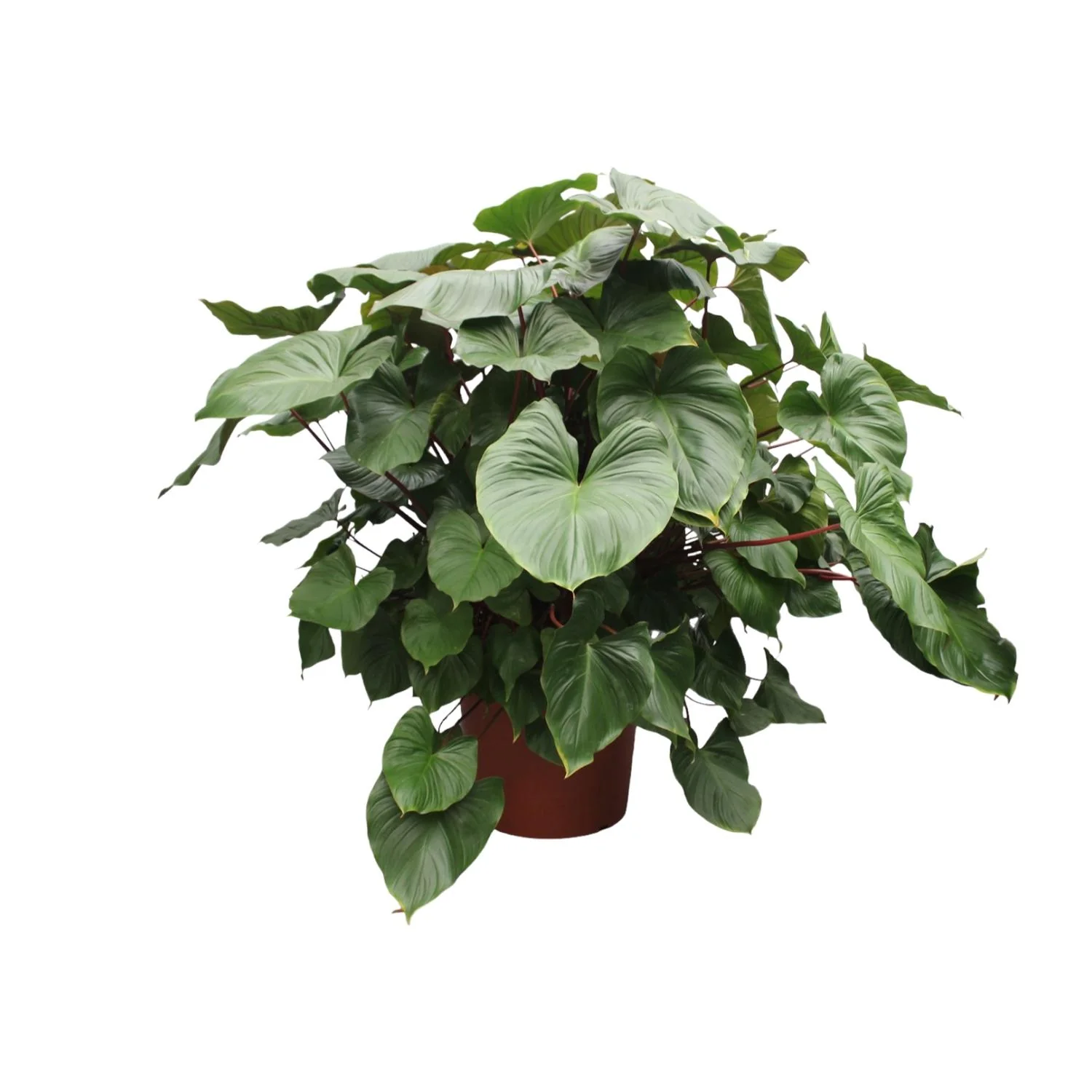 Homalomena Rubescens Maggy - Pflegeleichte Zimmerpflanze