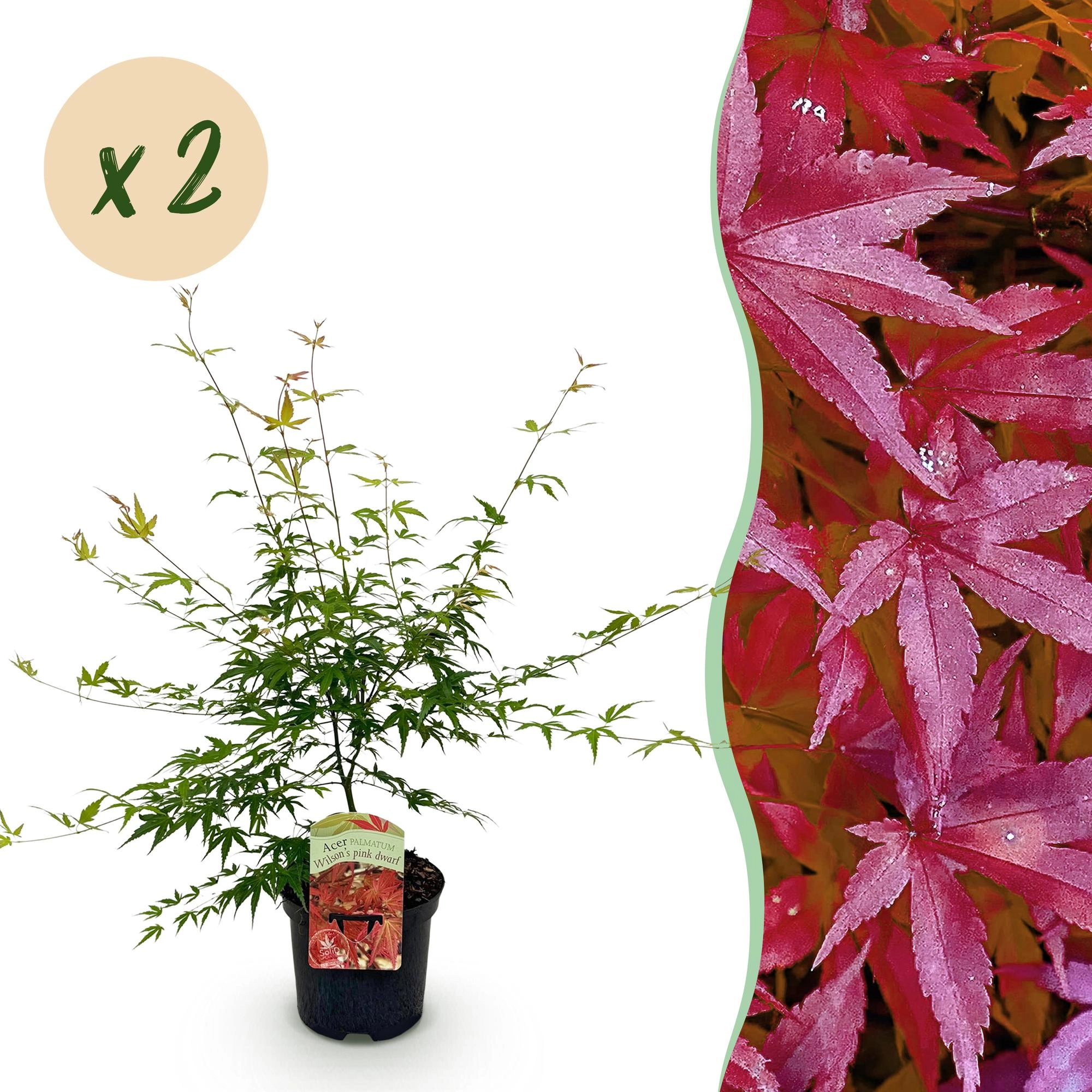 Balkonpflanze - Japanischer Ahorn - Acer palmatum Pink Dwarf - Rosa - 2 Pflanzen - Laubabwerfend - Topf 19cm Höhe 70cm