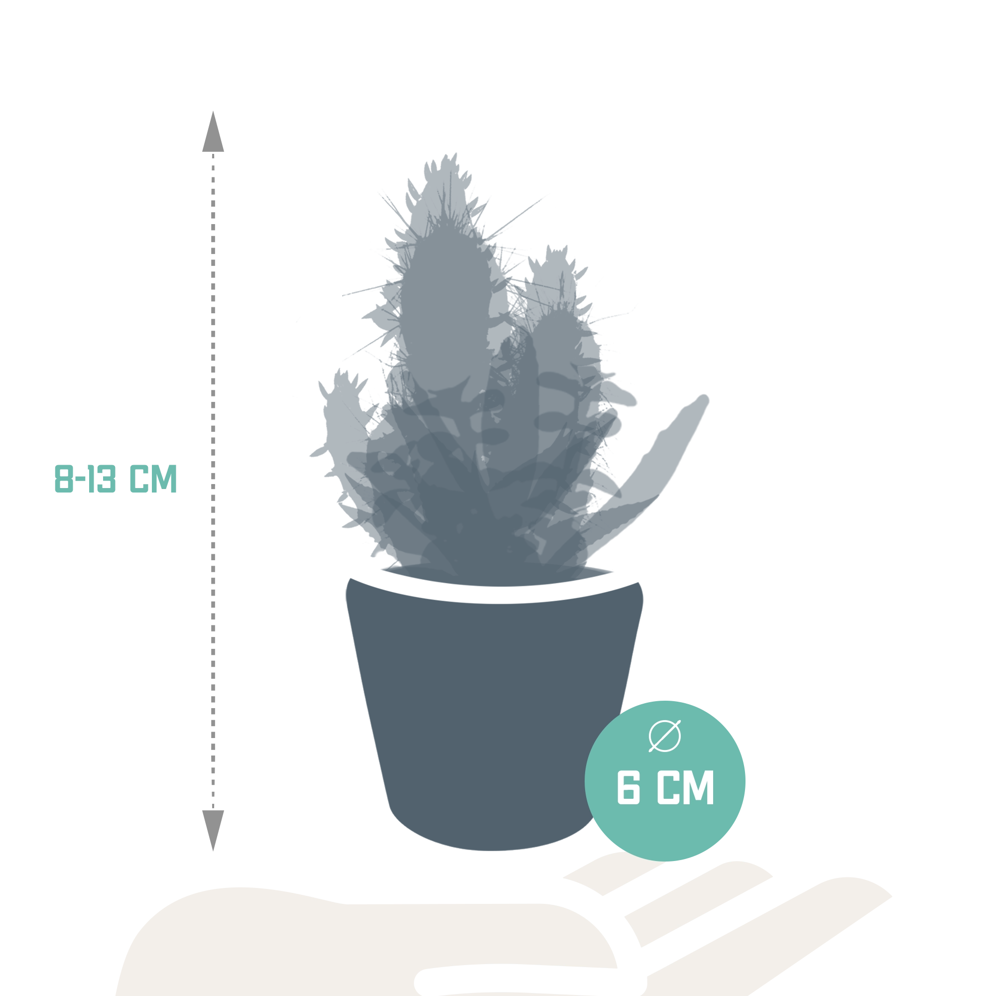 Cactus en vetplanten Mischung 5,5 cm 15 stück - in Mexicaanse pot Bild 20