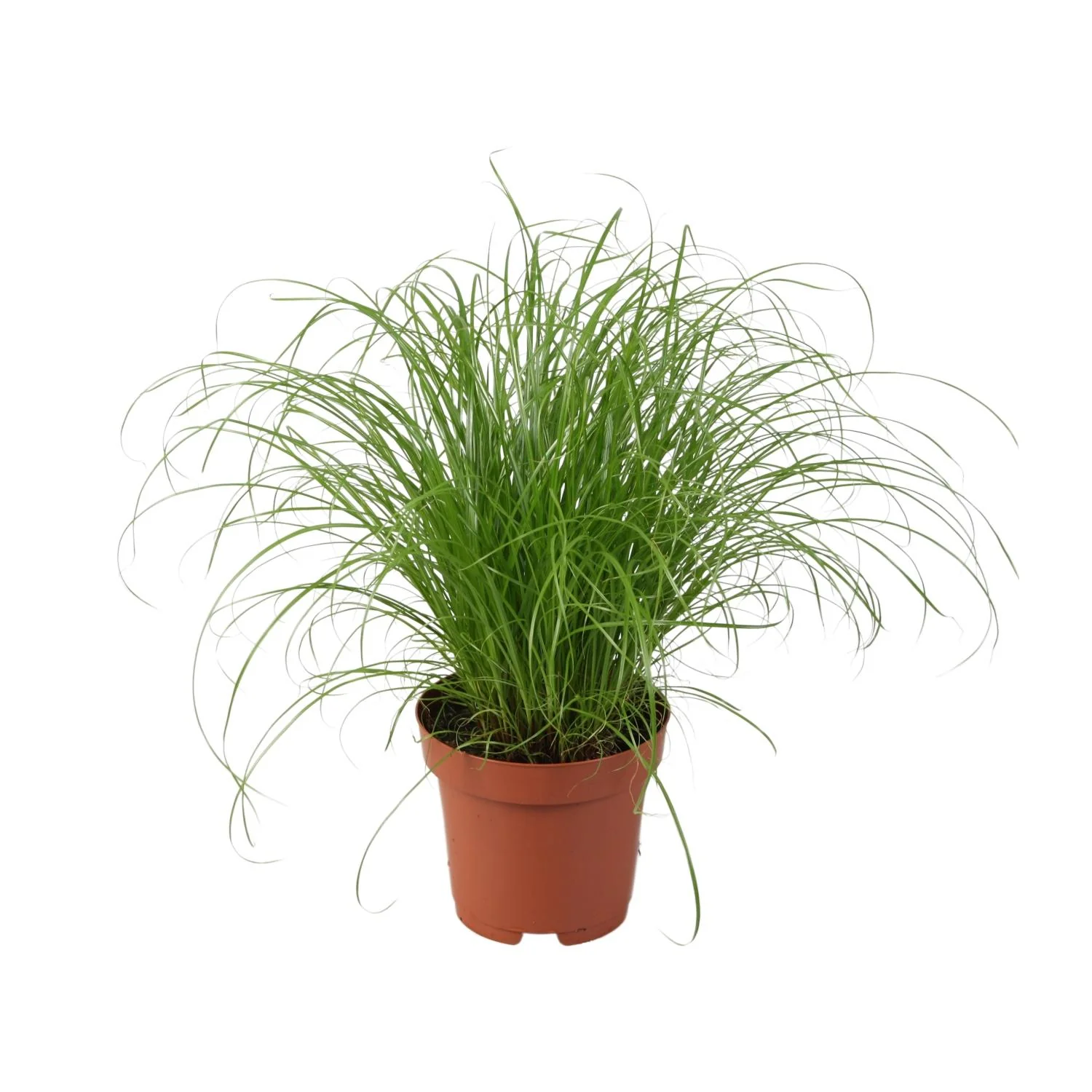 Cyperus Alternifolius Zumula – Elegante Zimmerpflanze