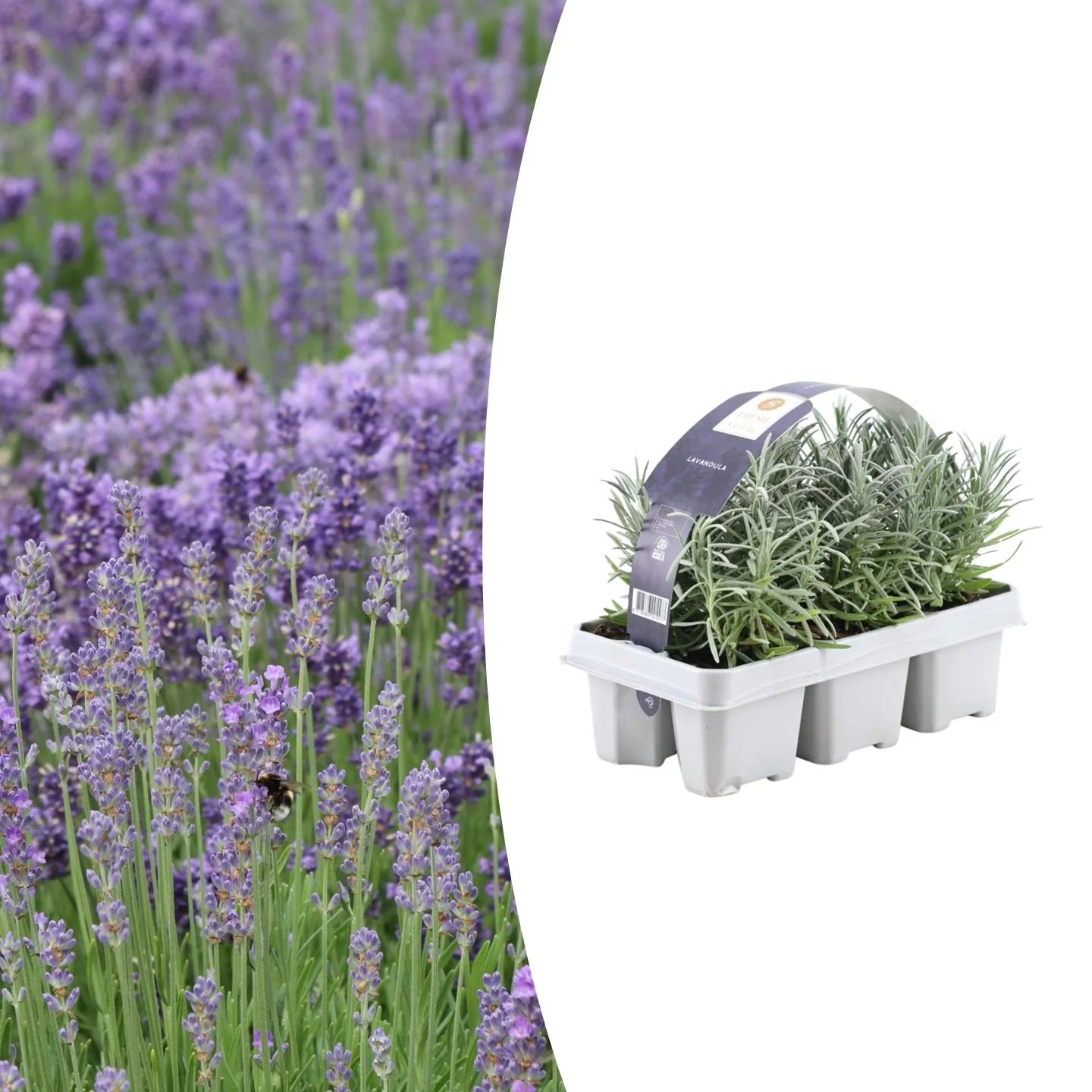 Echter Lavendel (Lavendel angustifolia)