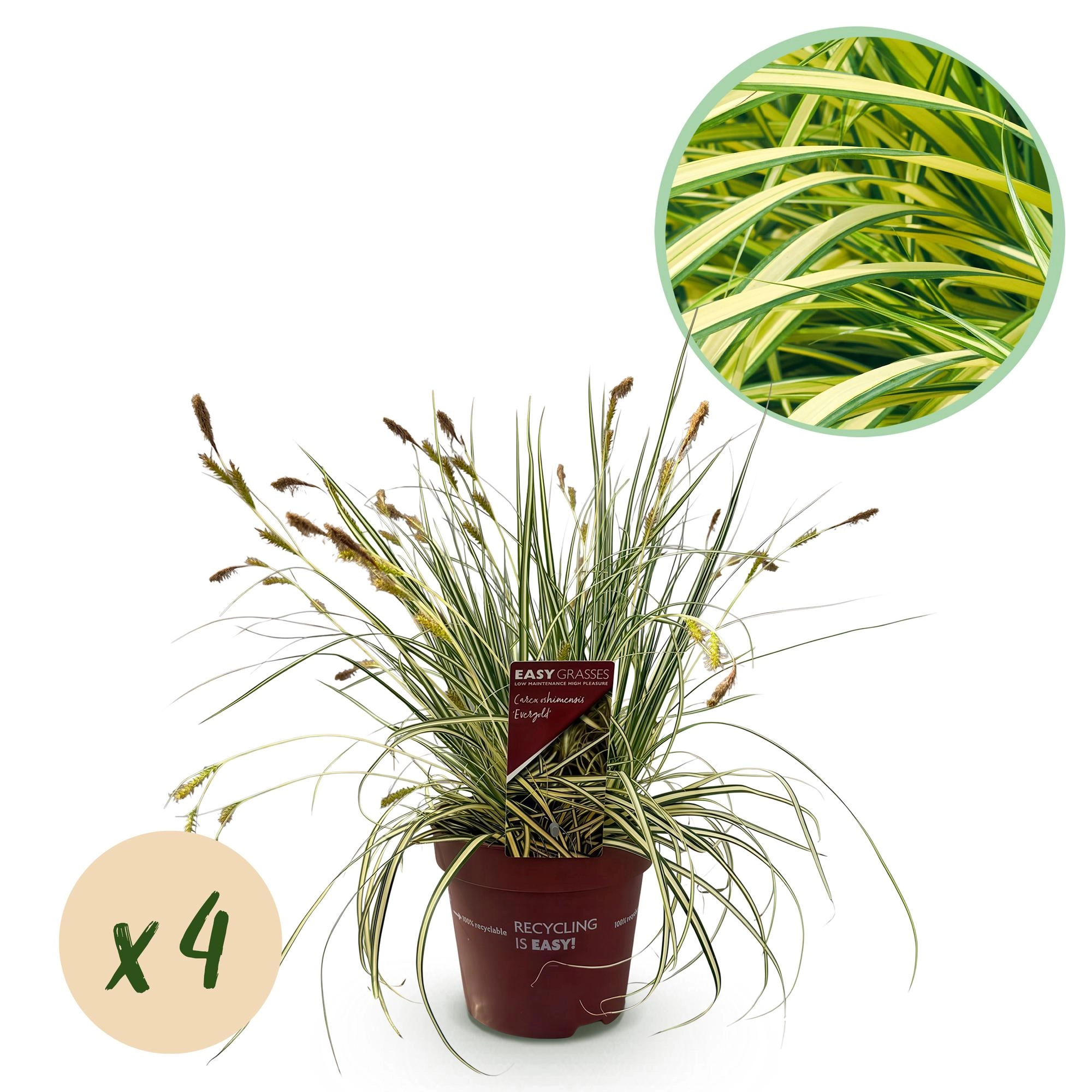 Carex oshimensis Evergold
