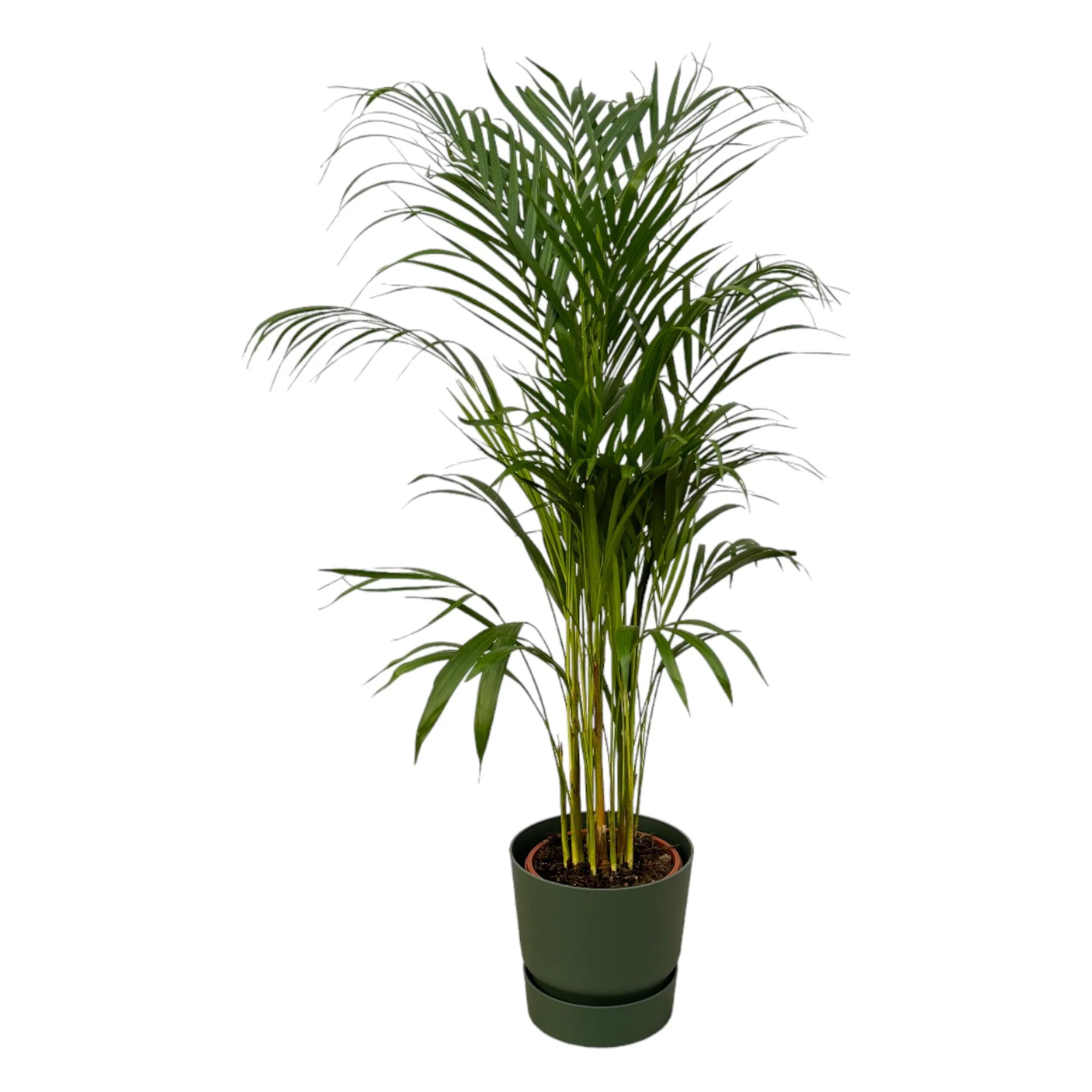 Areca-Palme – für ein tropisches Ambiente