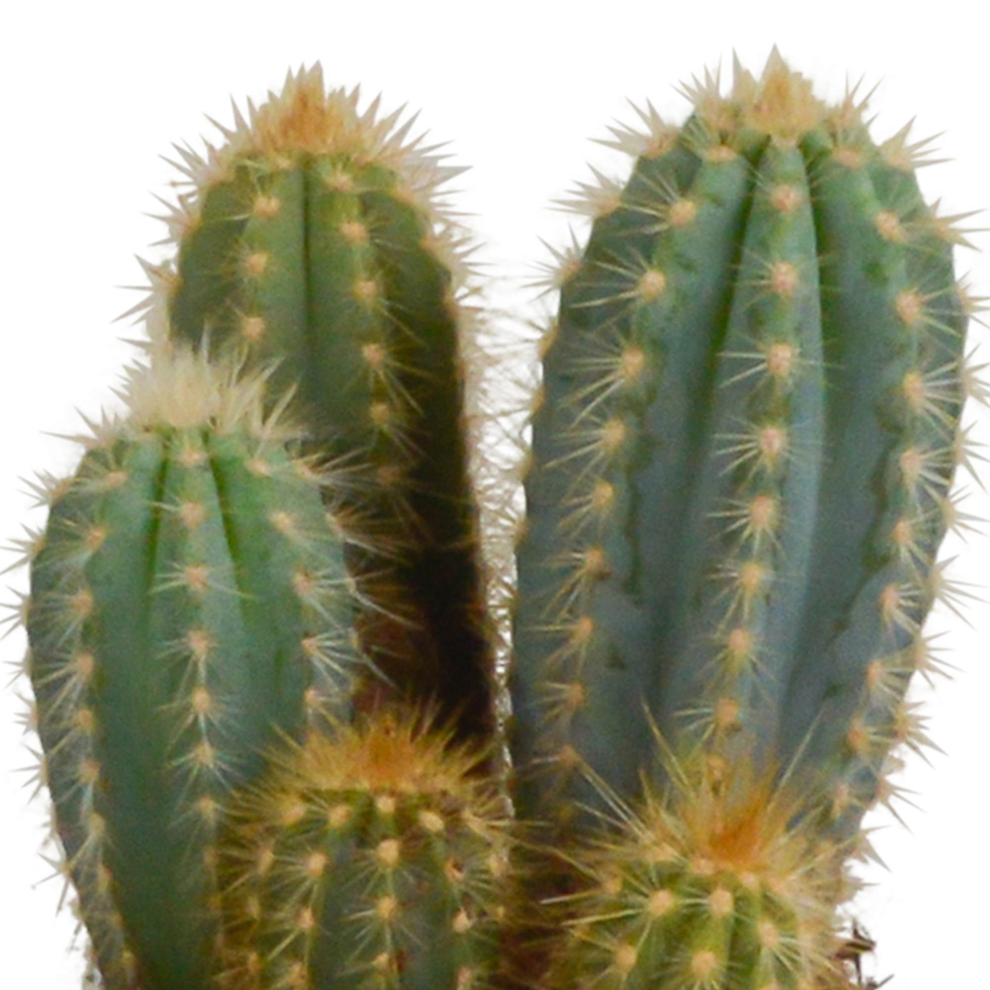 Cereus-Mischung 10,5 cm - 3x - im weißen Topf