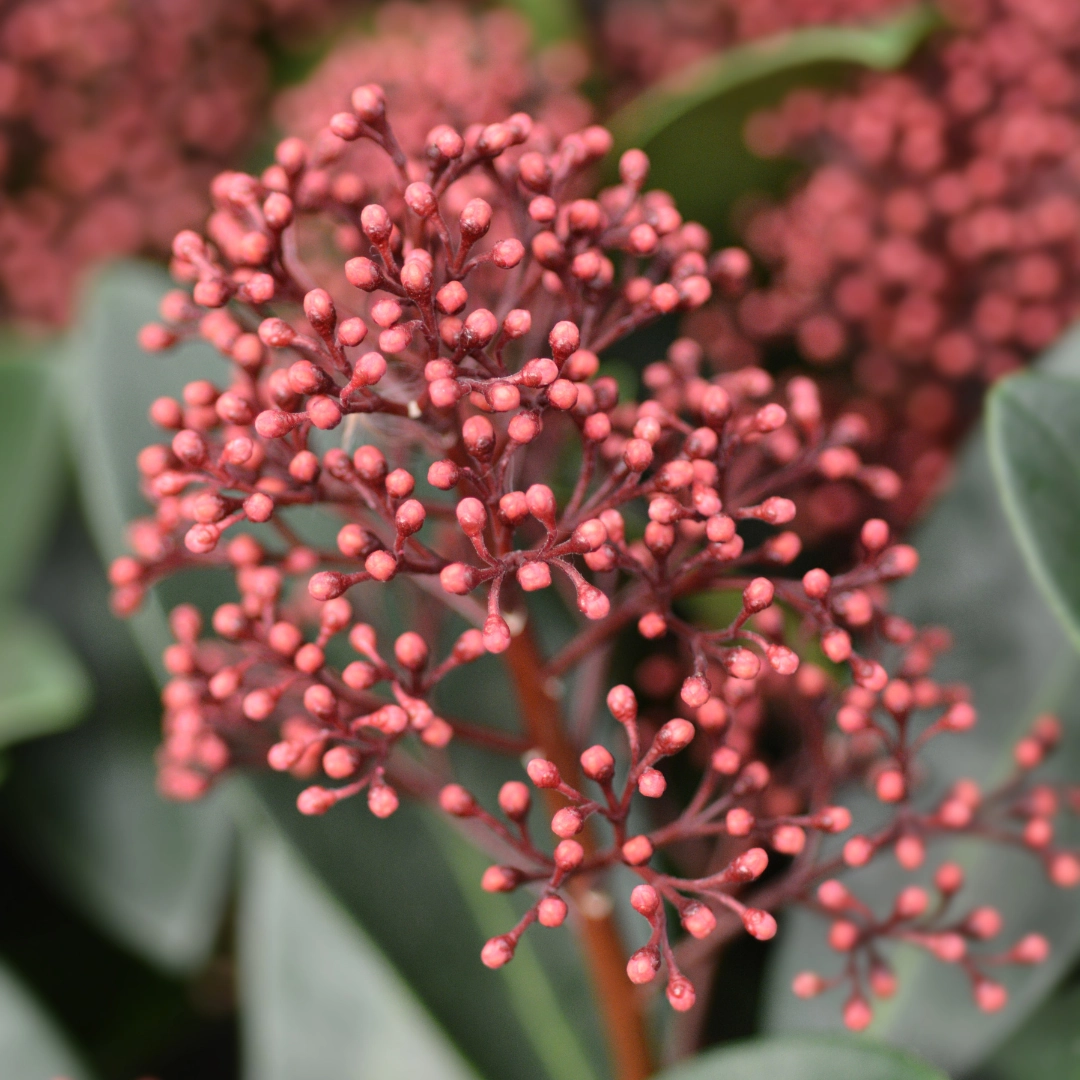 Skimmia 'Rubella' – Immergrüner Zierstrauch
