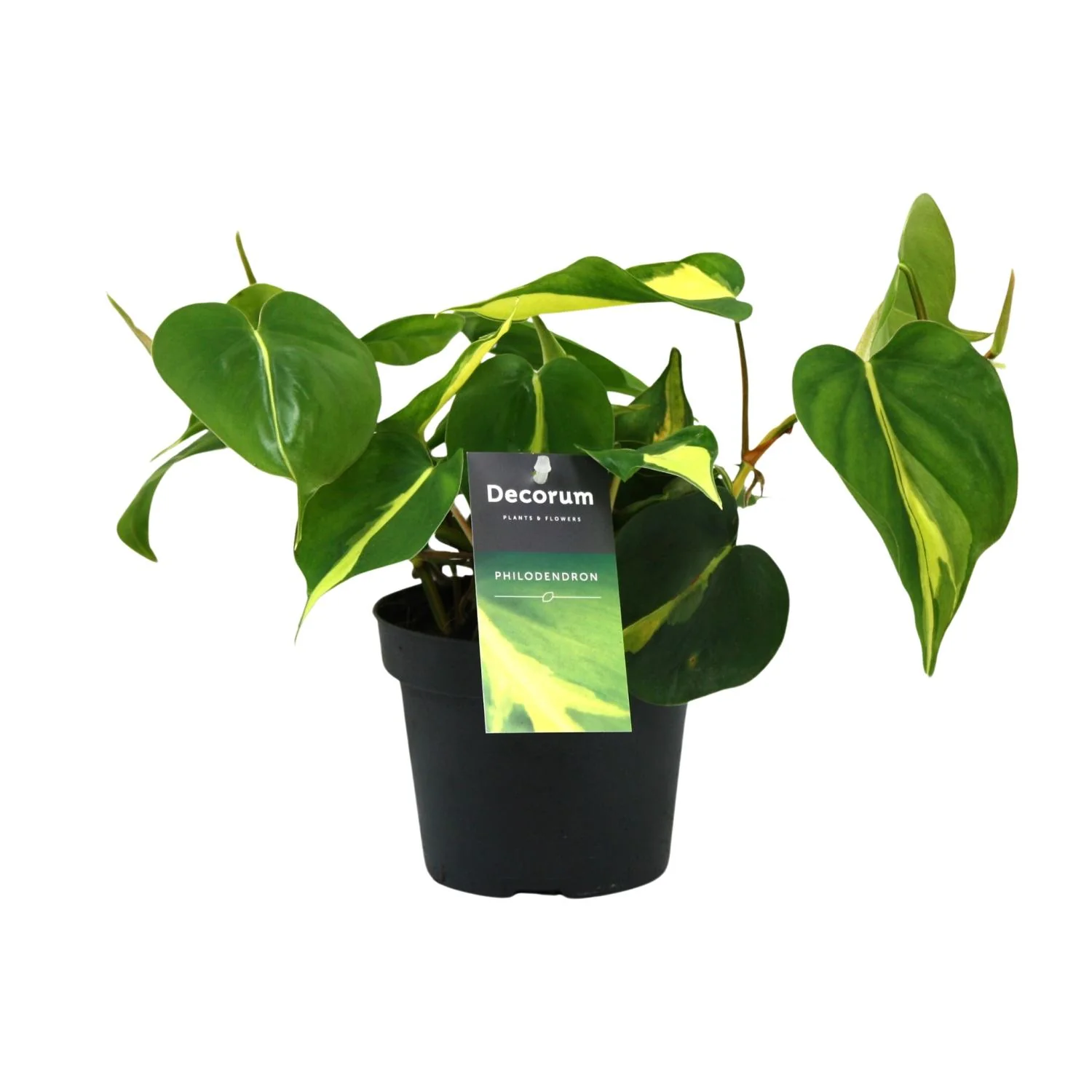 Philodendron Brasil Scandens – Ø12cm, 20cm hoch
