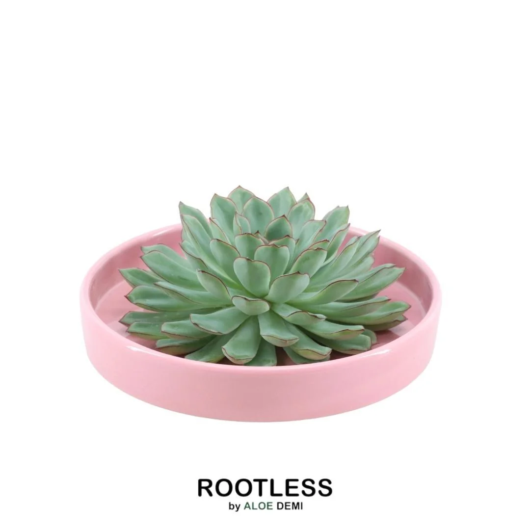 Echeveria Pulidonis - ROOTLESS Sukkulente Bild 9