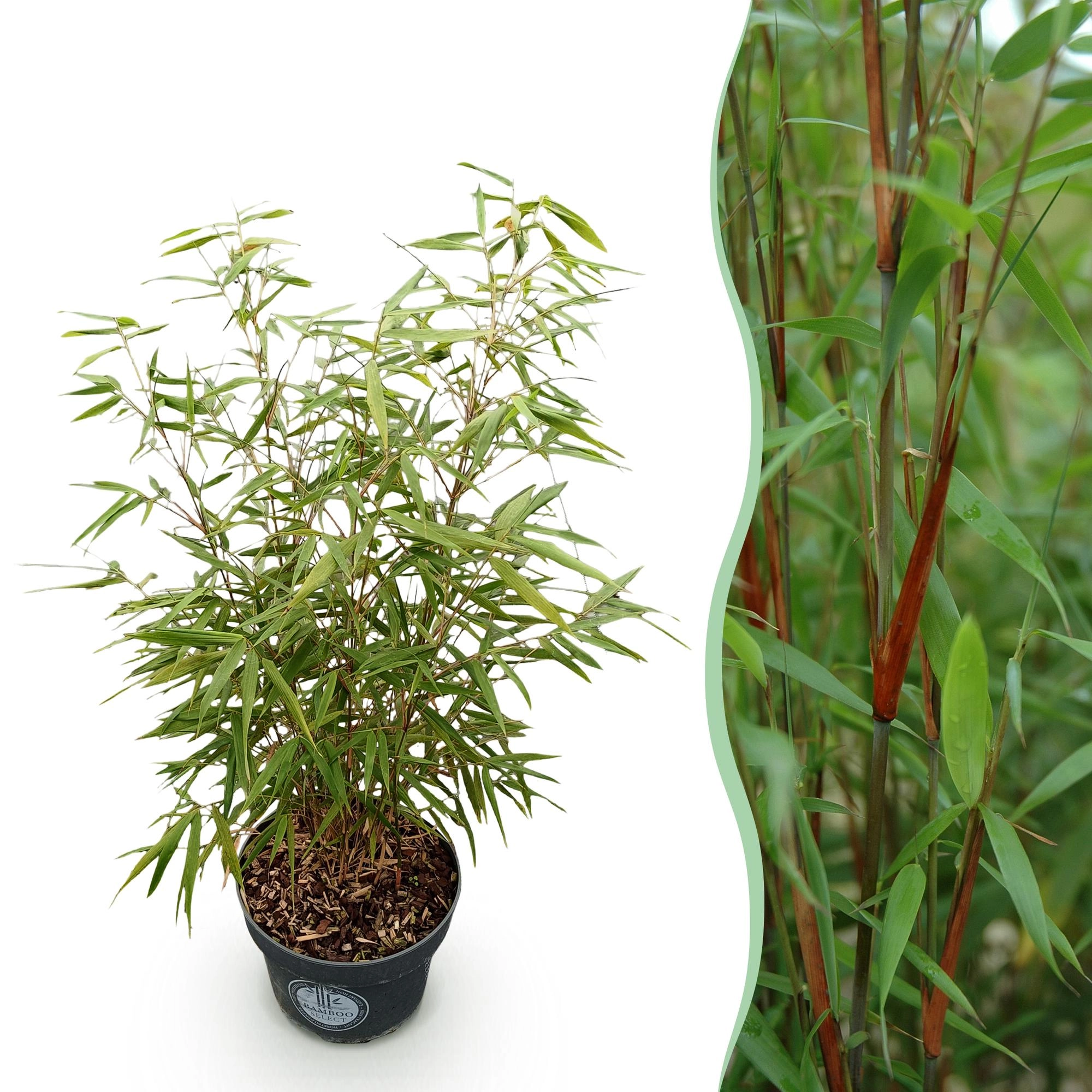 Green boutiQ - Gräser - Fargesia scabrida Asian Wonder - Bambus - Nicht Ausbreitend - Grün - 1 Pflanze - Topf 23 cm - Höhe 80 cm Bild 1
