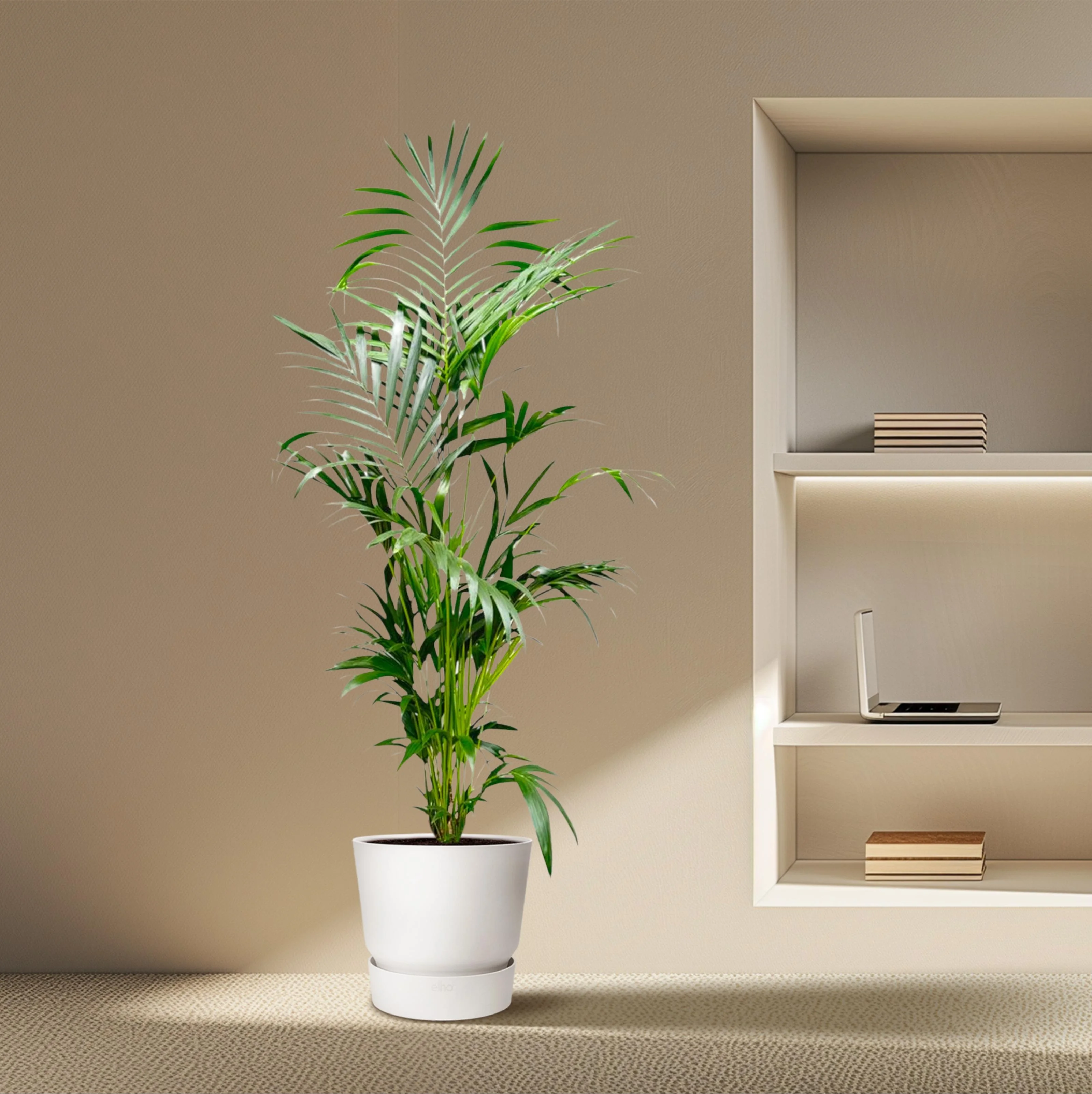 Kentia-Palme – Elegante Zimmerpflanze