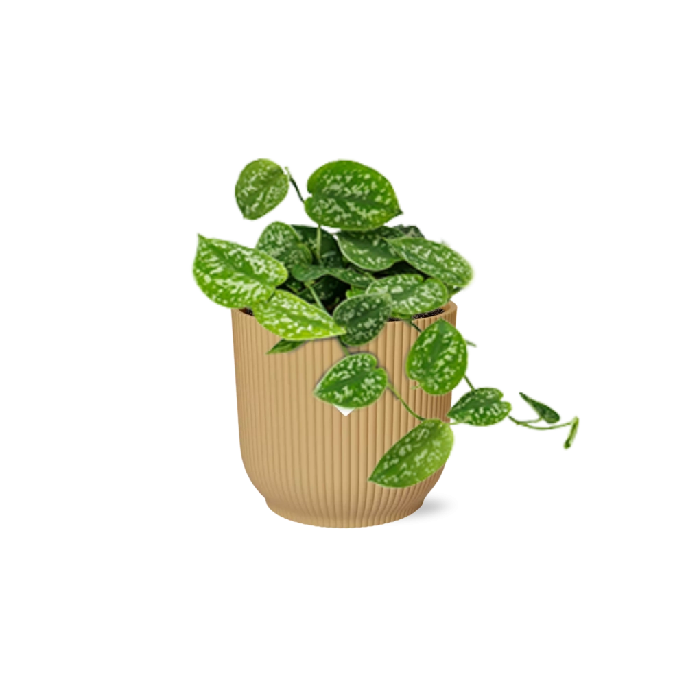 Scindapsus – Efeutute