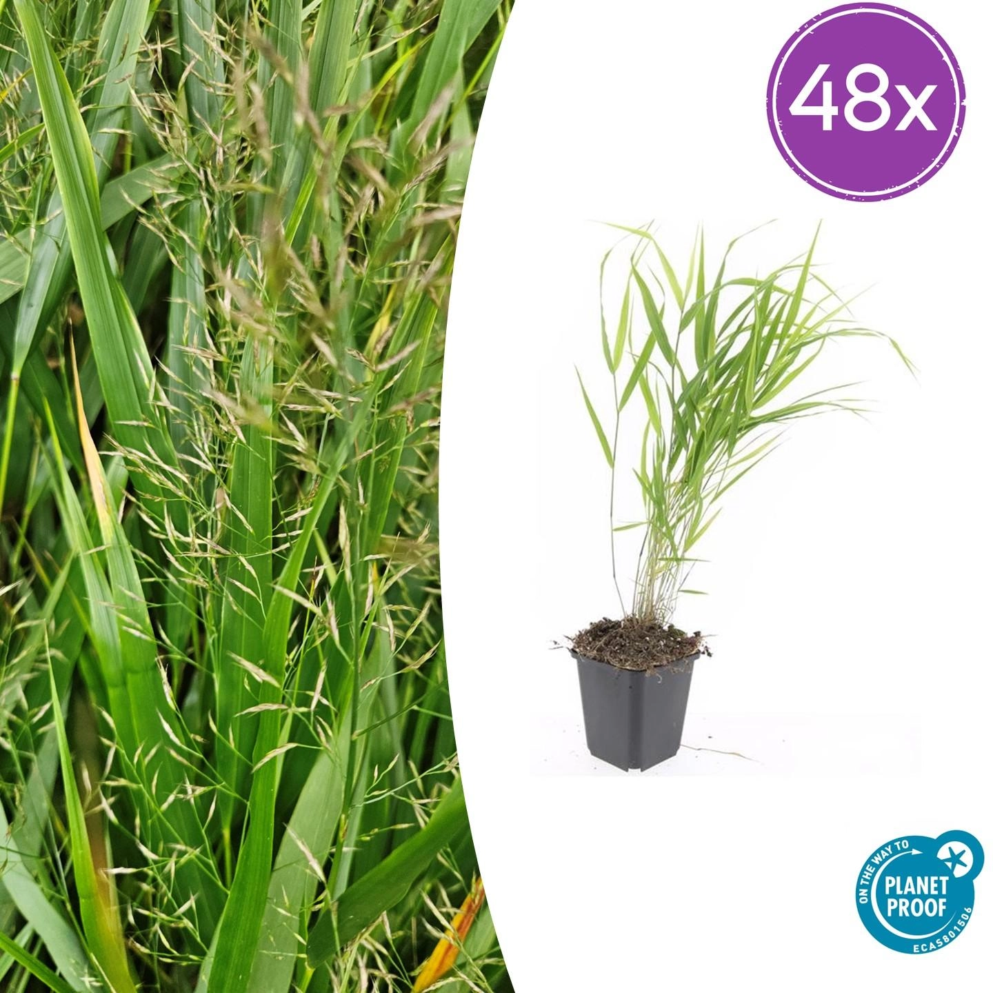 Hakonechloa macra - Japanisches Waldgras