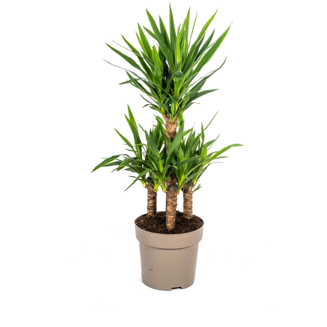 Yucca Elephantipes Ø30cm - ↕90 - 110cm Bild 1