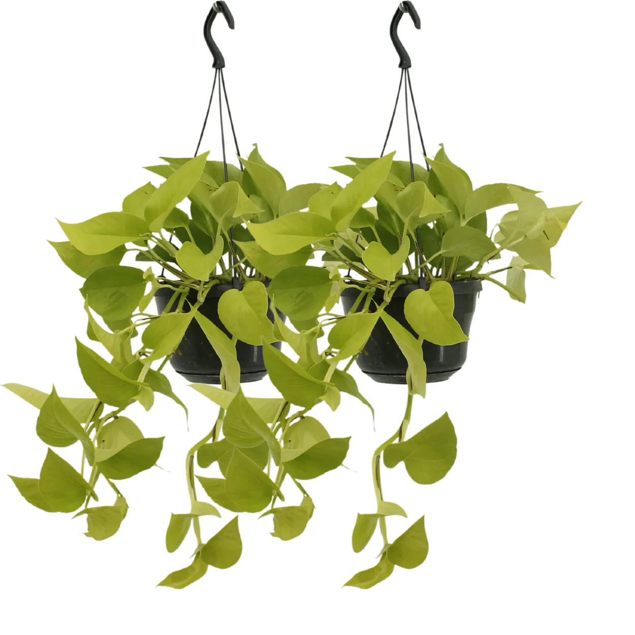 Epipremnum Golden Pothos – Pflegeleichte Kletterpflanze