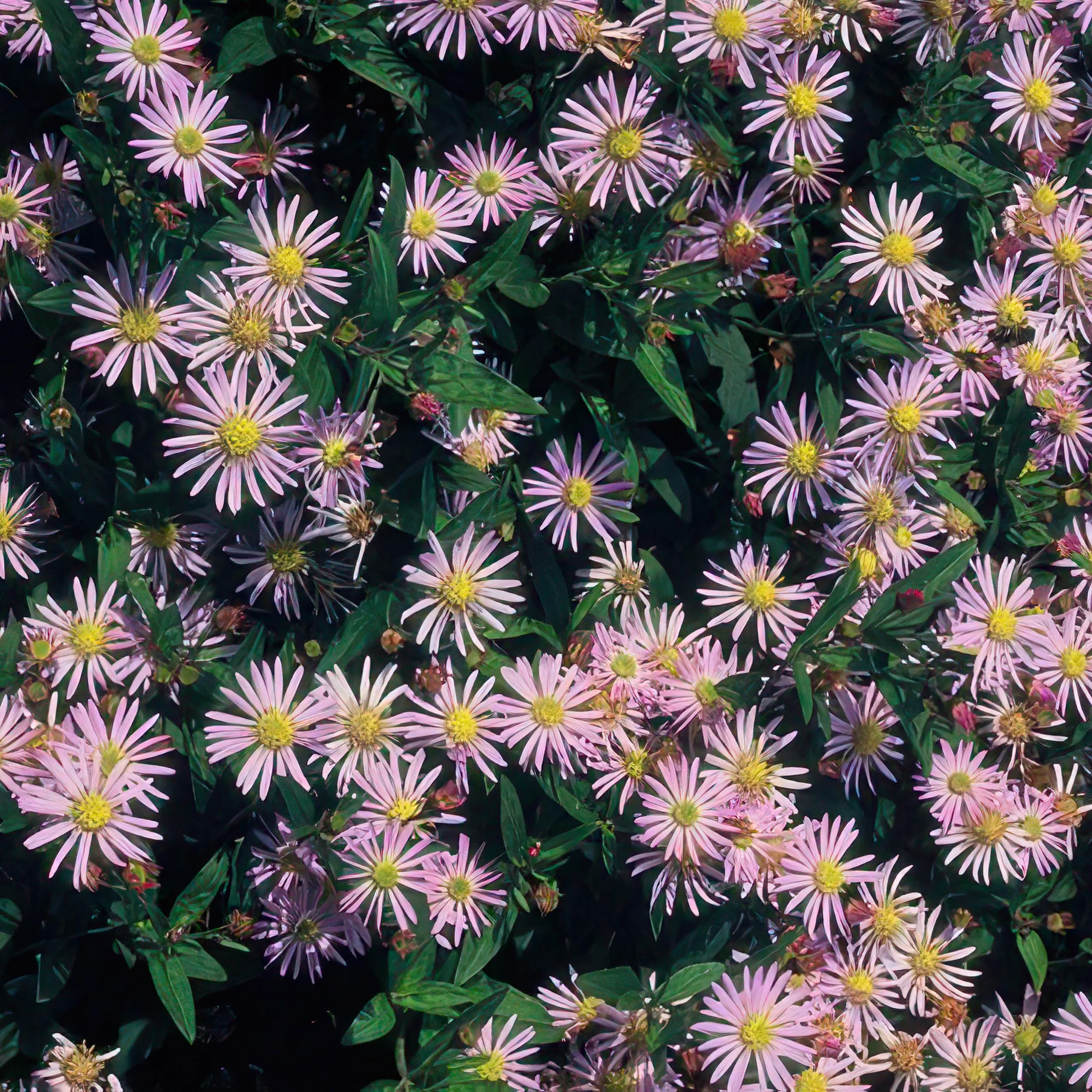 48x Aster ageratoides Asran - ↕10-25cm - Ø9cm Bild 5