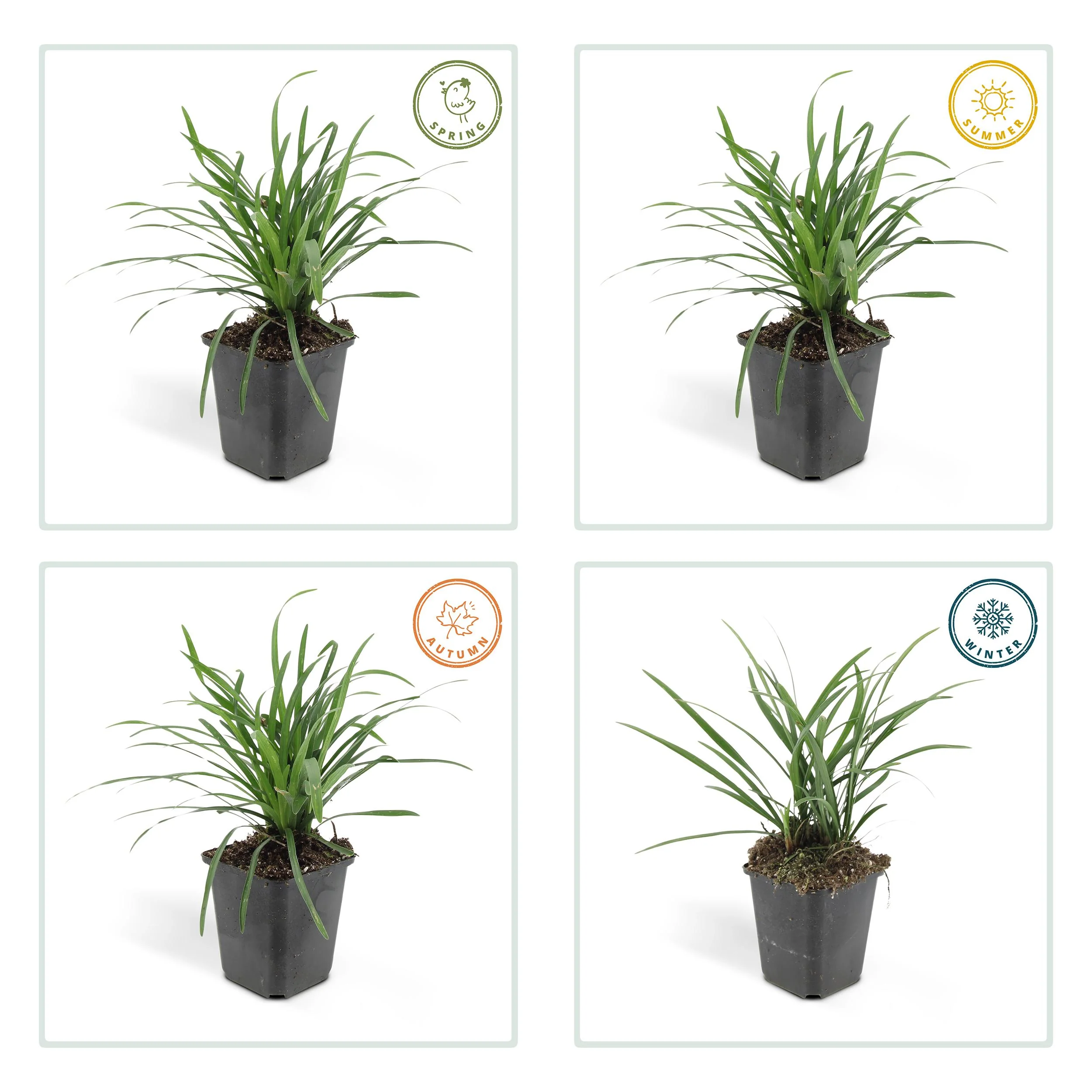 Liriope muscari ‘Big Blue’