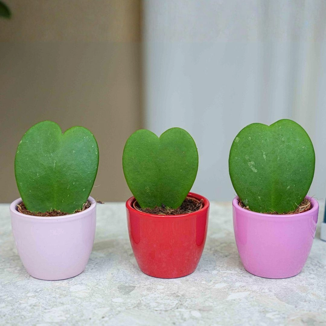 Mini Pflanzen-Set – 3× Hoya Kerrii in Love-Pots