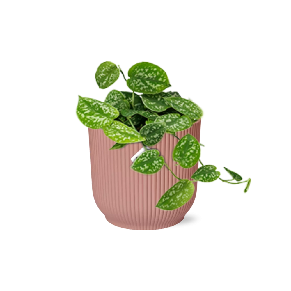 Scindapsus – Teufelskraut als dekorative Zimmerpflanze