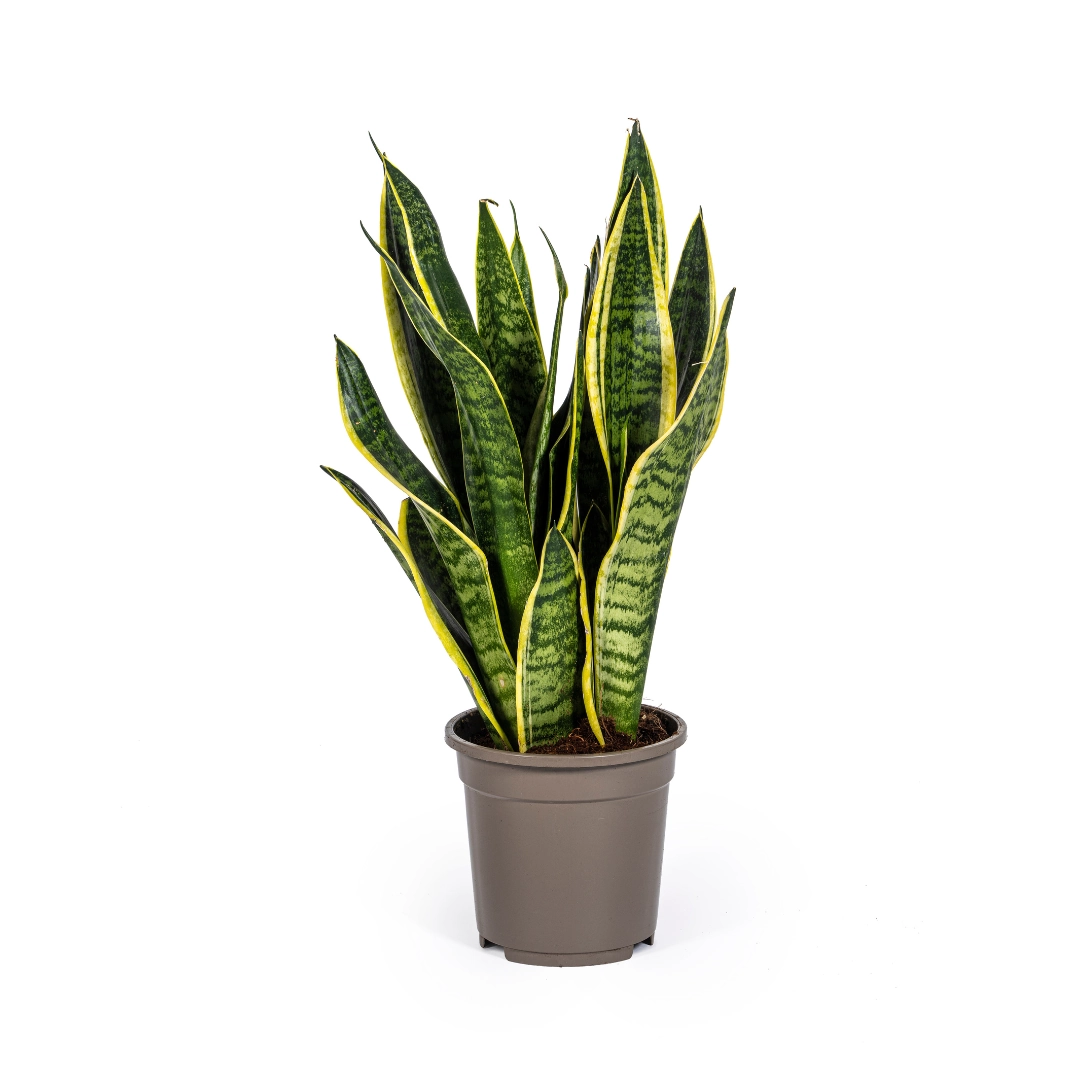 Sansevieria Trifasciata Futura Superba